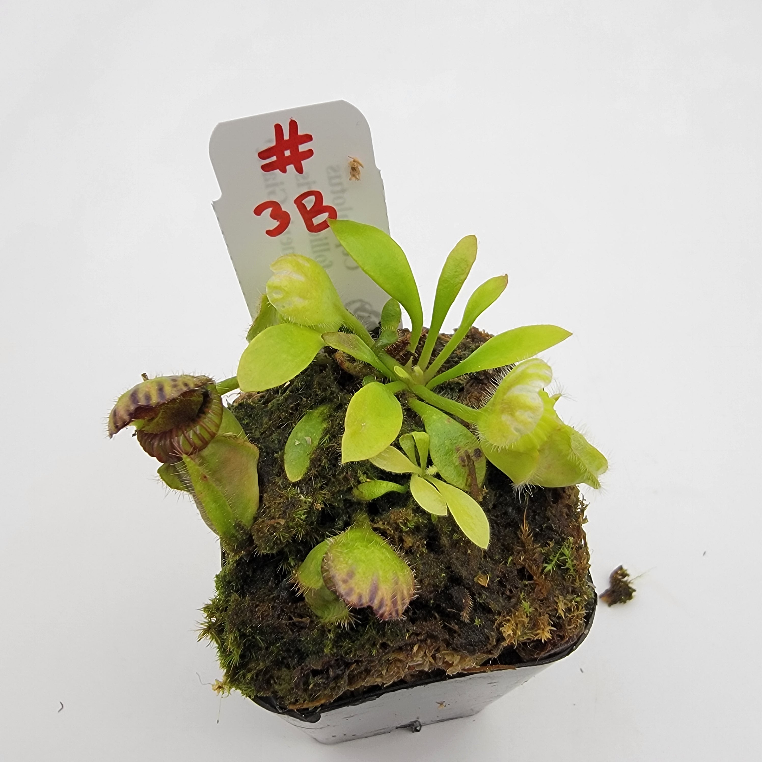 Cephalotus follicularis 'Hummer's Giant' WHG (1B-20B)