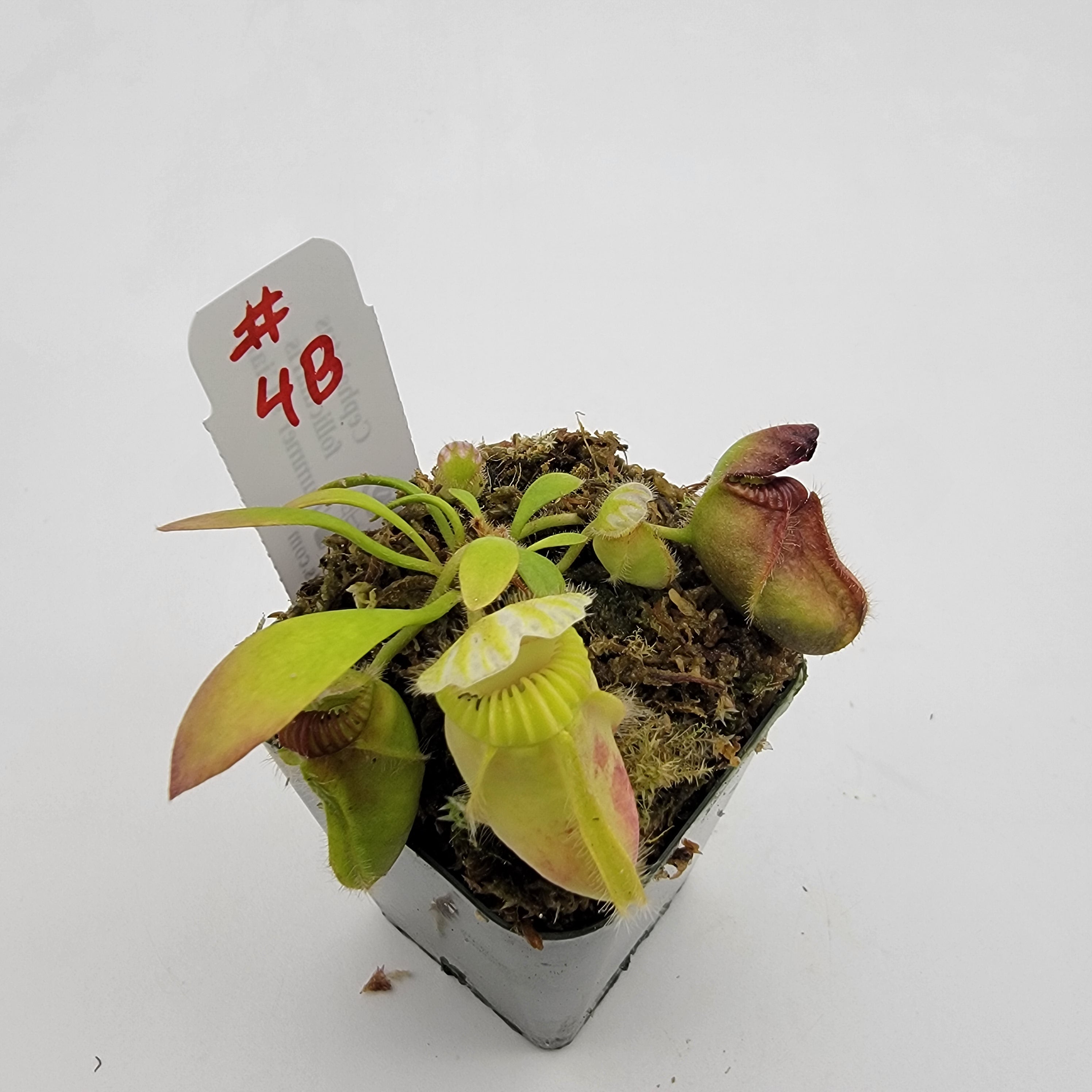 Cephalotus follicularis 'Hummer's Giant' WHG (1B-20B)