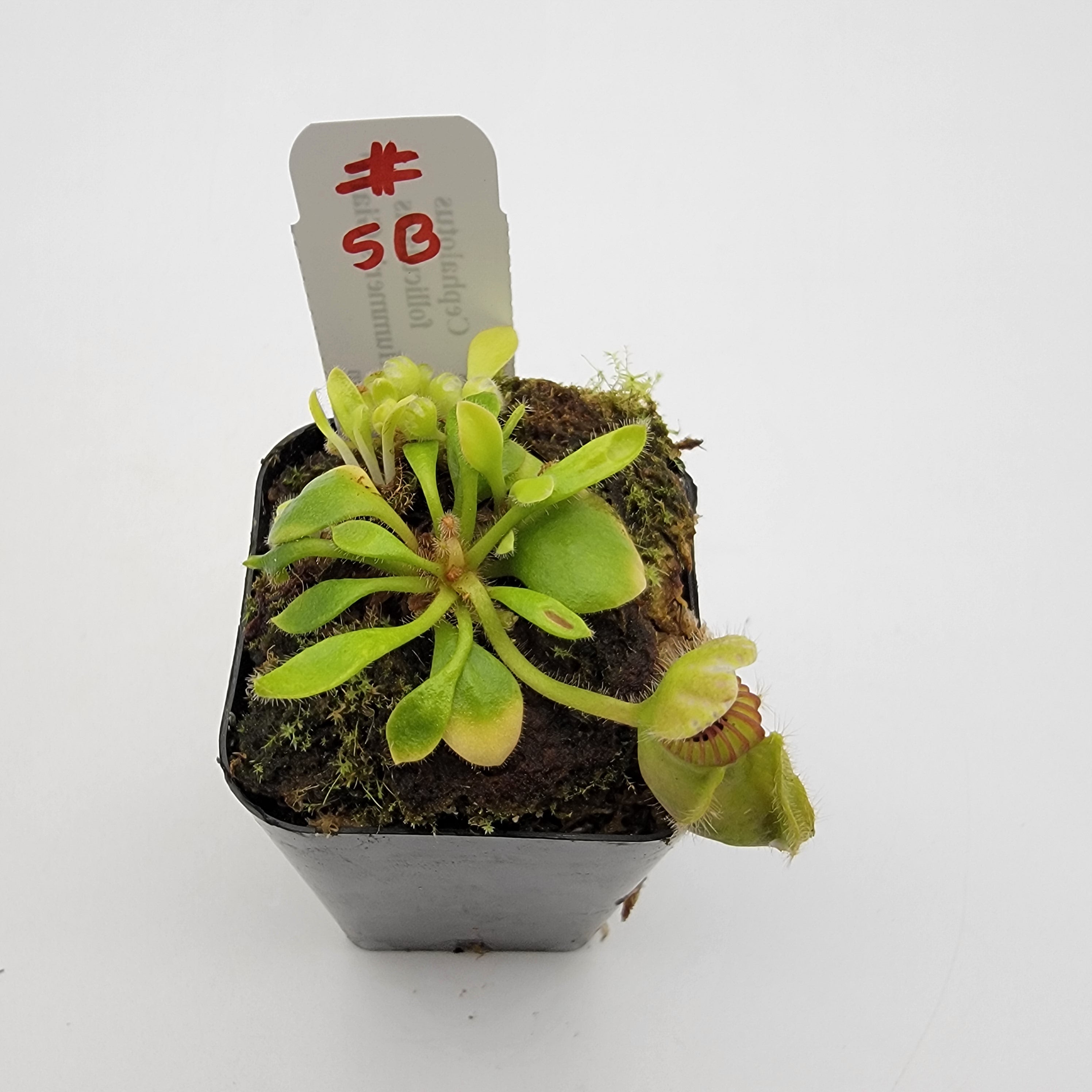 Cephalotus follicularis 'Hummer's Giant' WHG (1B-20B)