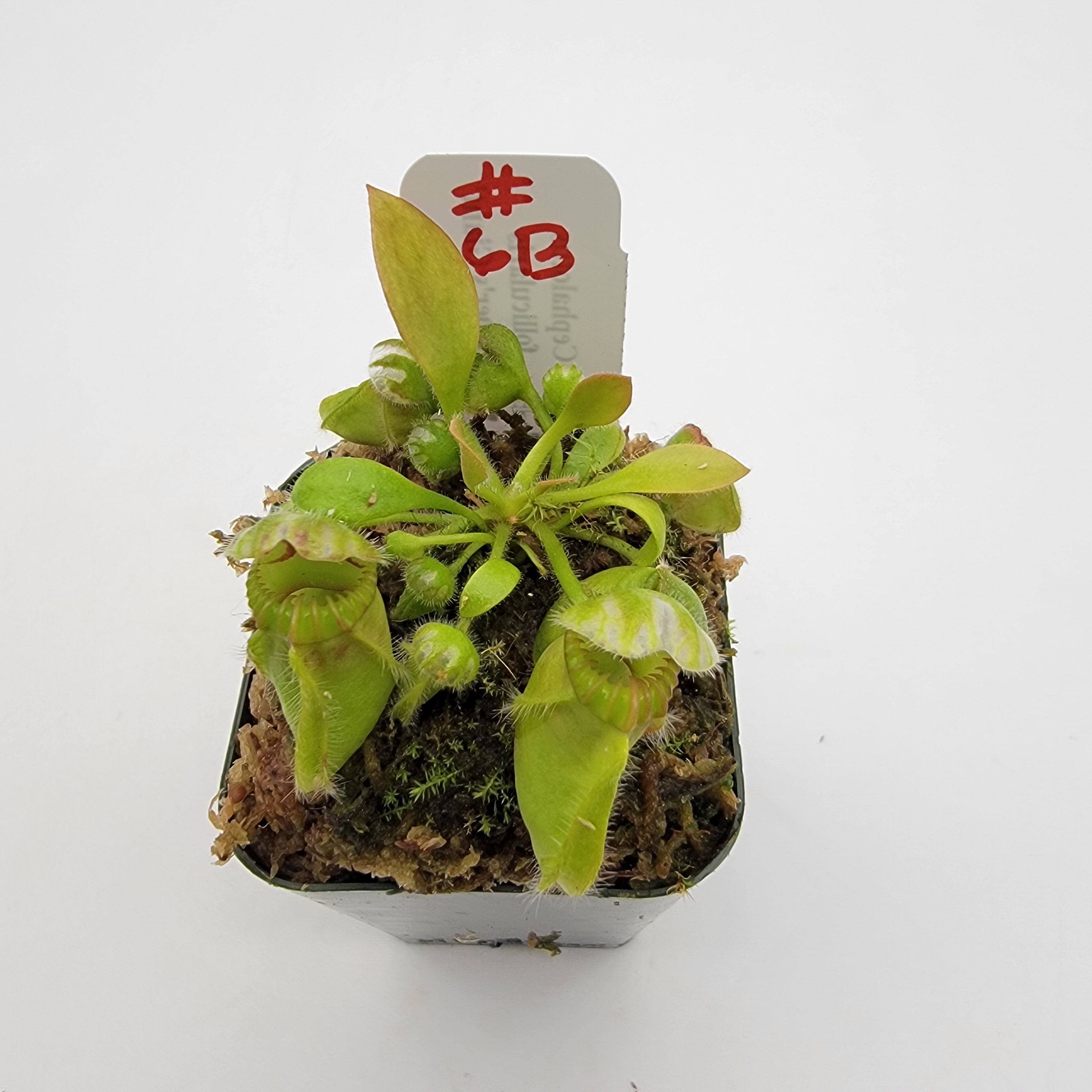 Cephalotus follicularis 'Hummer's Giant' WHG (1B-20B)