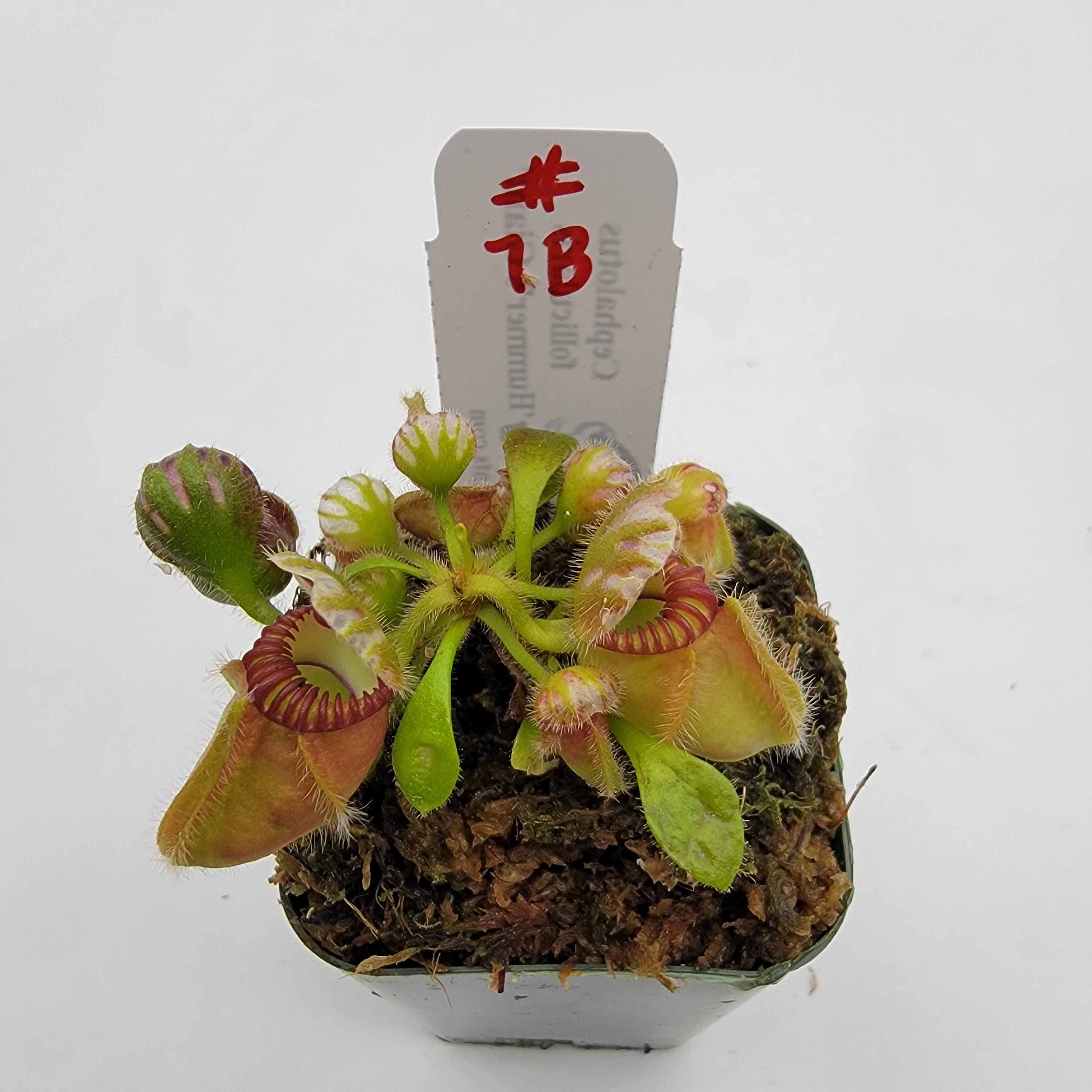 Cephalotus follicularis 'Hummer's Giant' WHG (1B-20B)