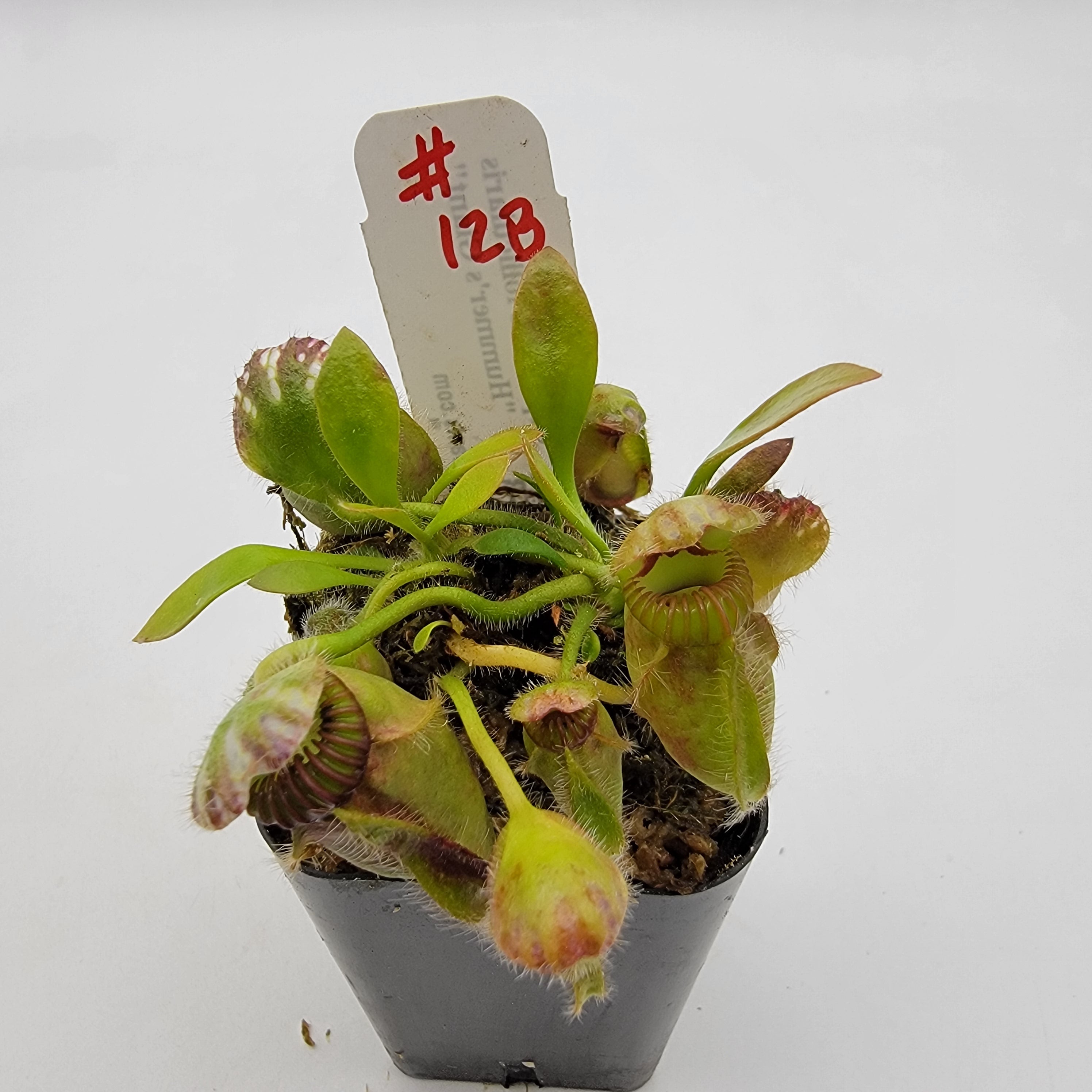 Cephalotus follicularis 'Hummer's Giant' WHG (1B-20B)