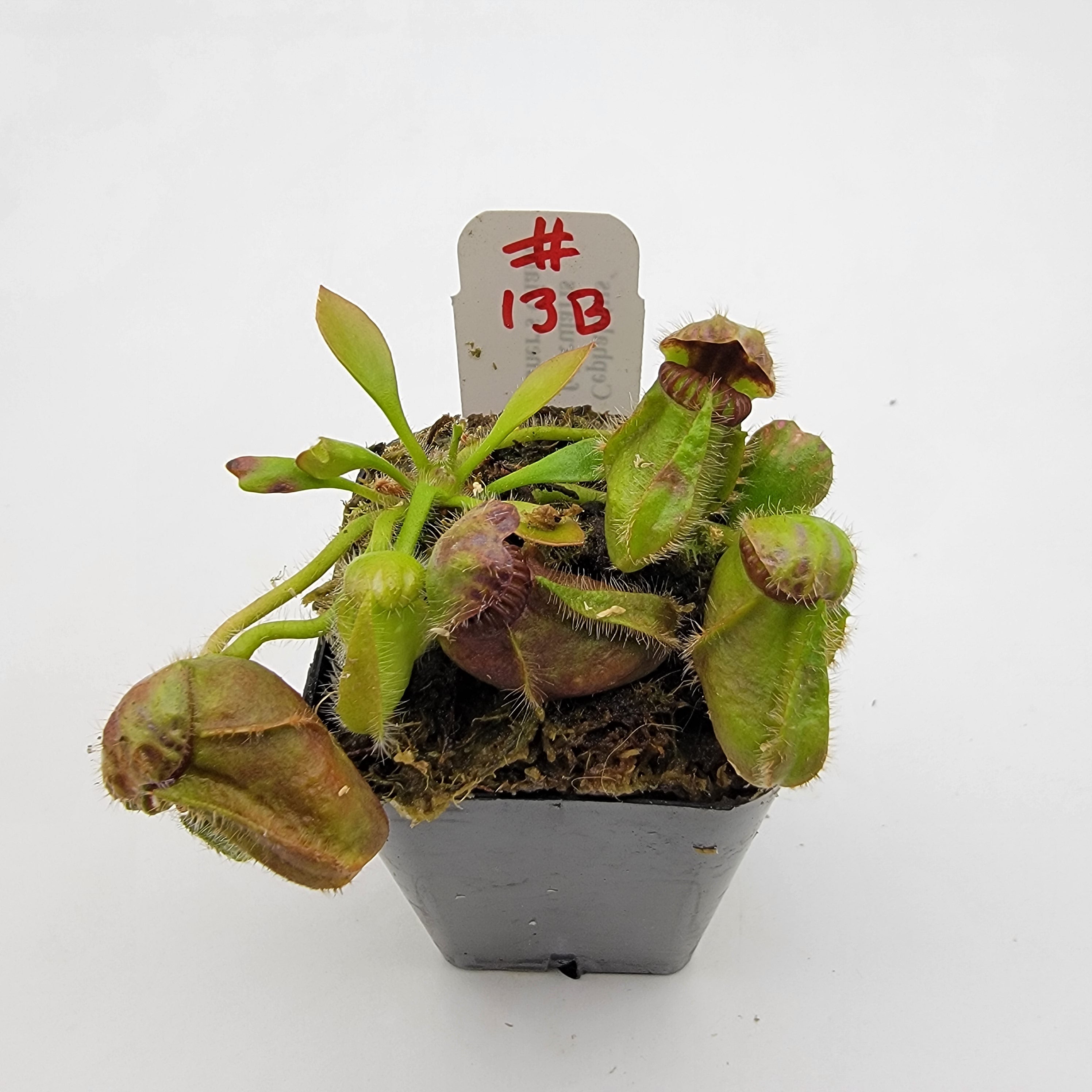 Cephalotus follicularis 'Hummer's Giant' WHG (1B-20B)