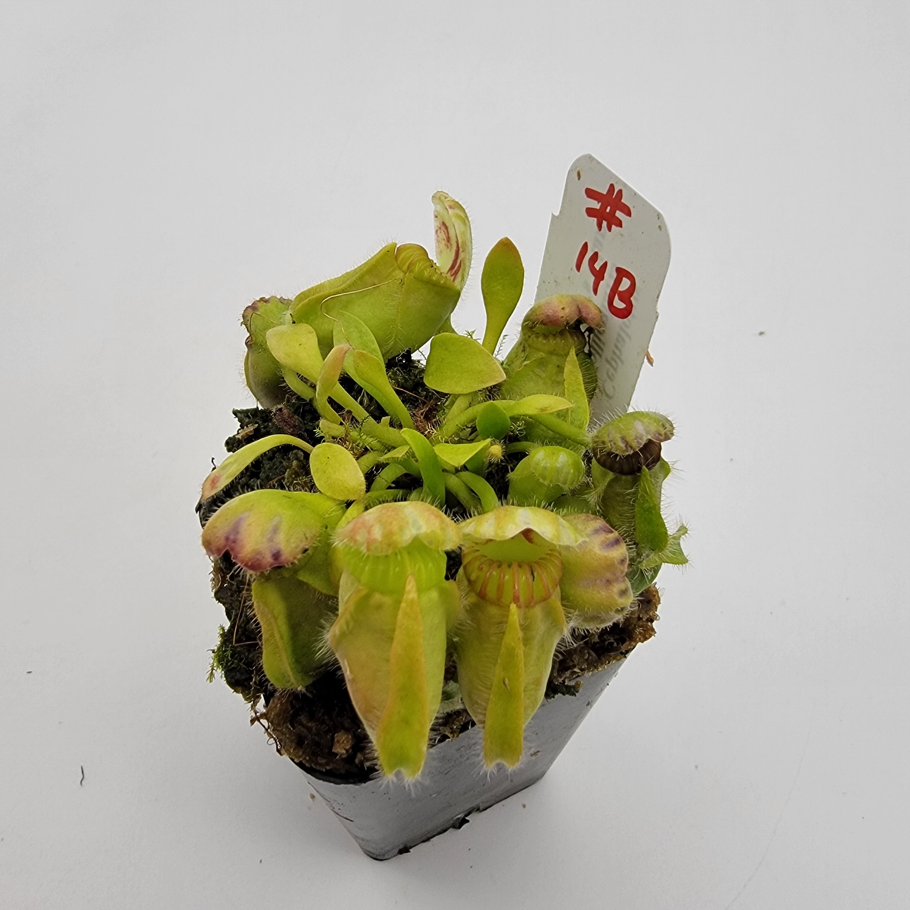 Cephalotus follicularis 'Hummer's Giant' WHG (1B-20B)