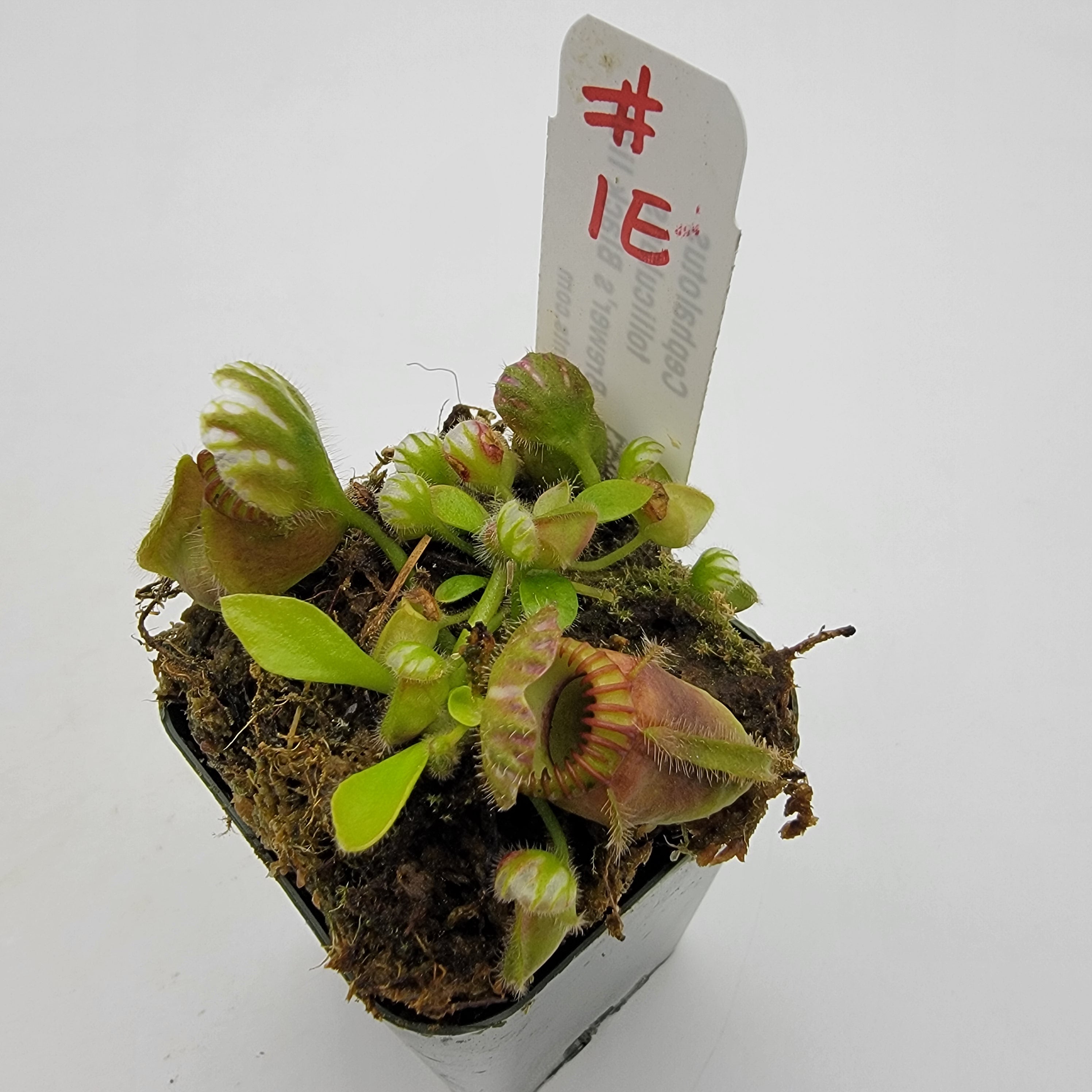 Cephalotus follicularis "Brewer's Black Lids" WBL-(1E-10E)