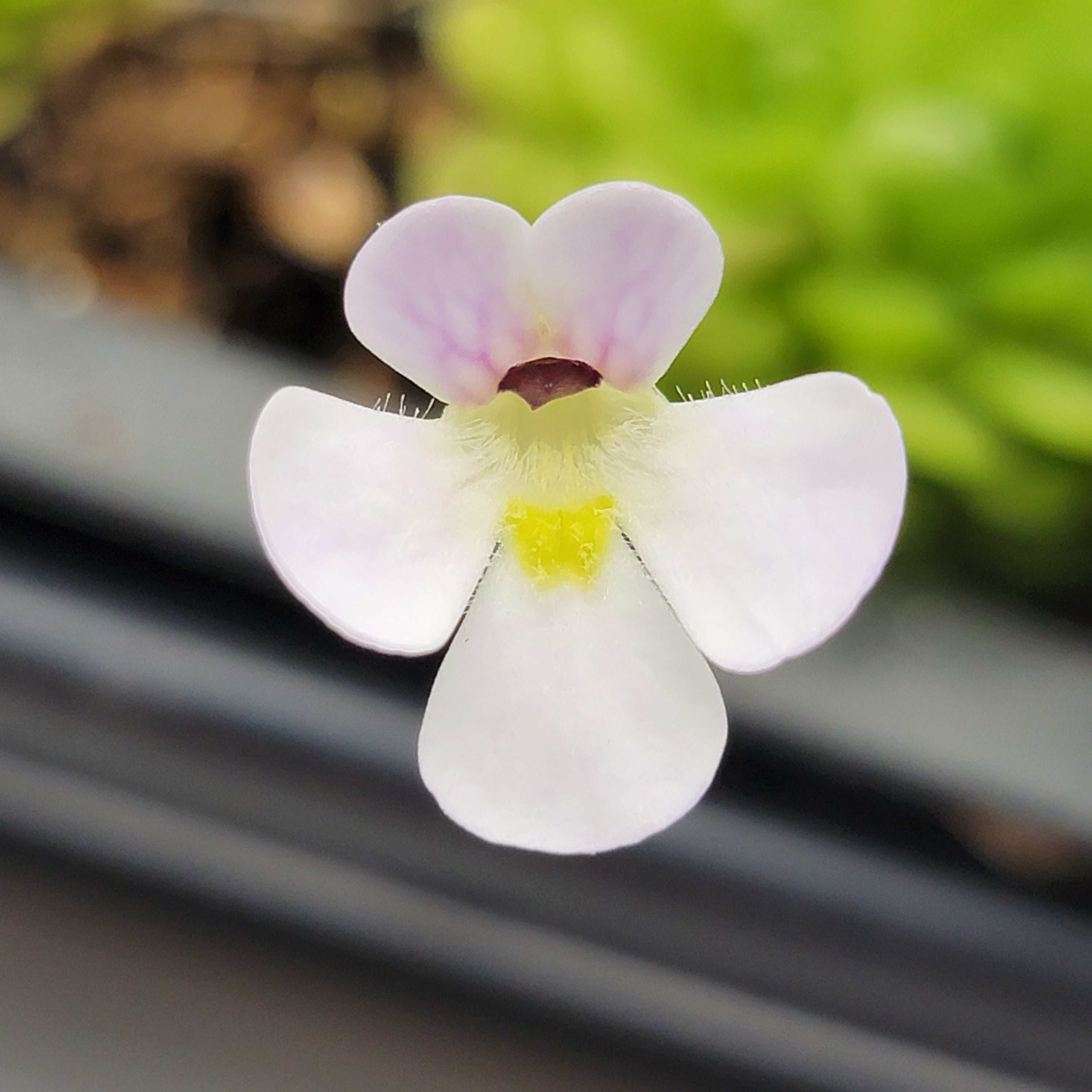 Pinguicula spec. 