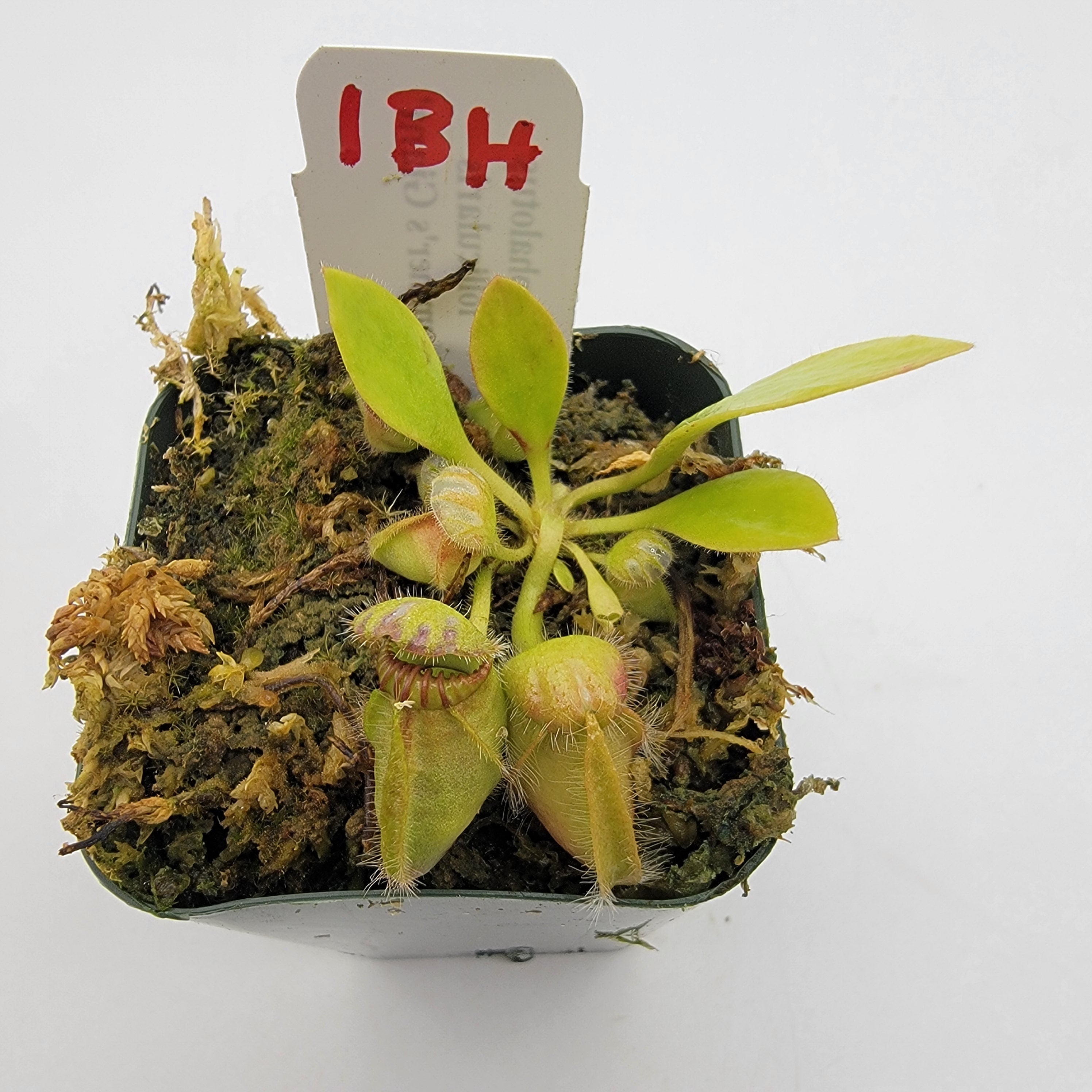 Cephalotus follicularis 'Hummer's Giant' WHG (1B-20B)