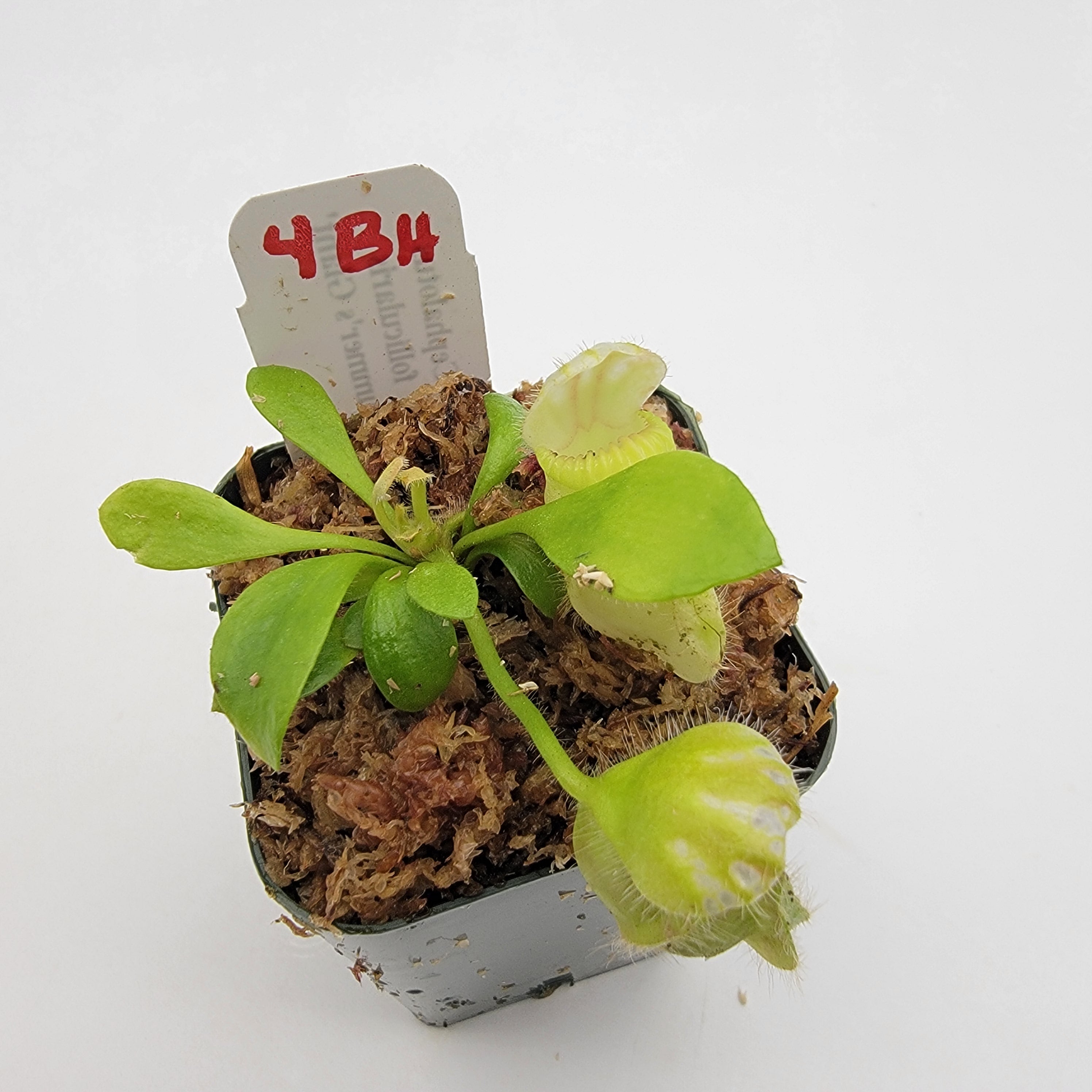 Cephalotus follicularis 'Hummer's Giant' WHG (1B-20B