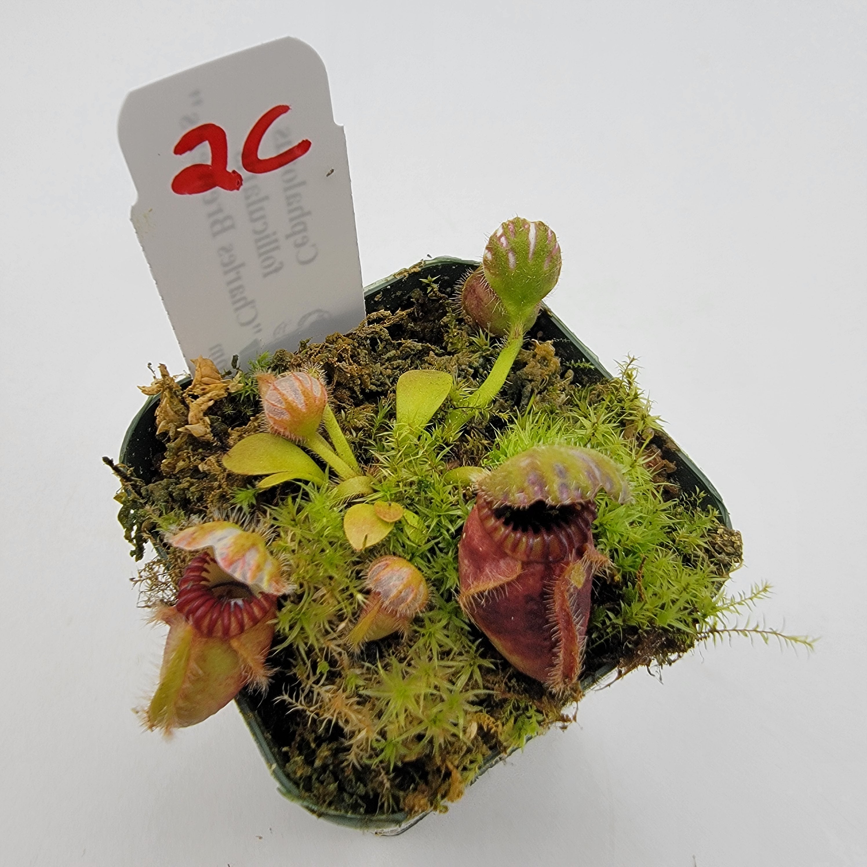 Cephalotus follicularis "Charles Brewer's" clone WCB (1C-16C)