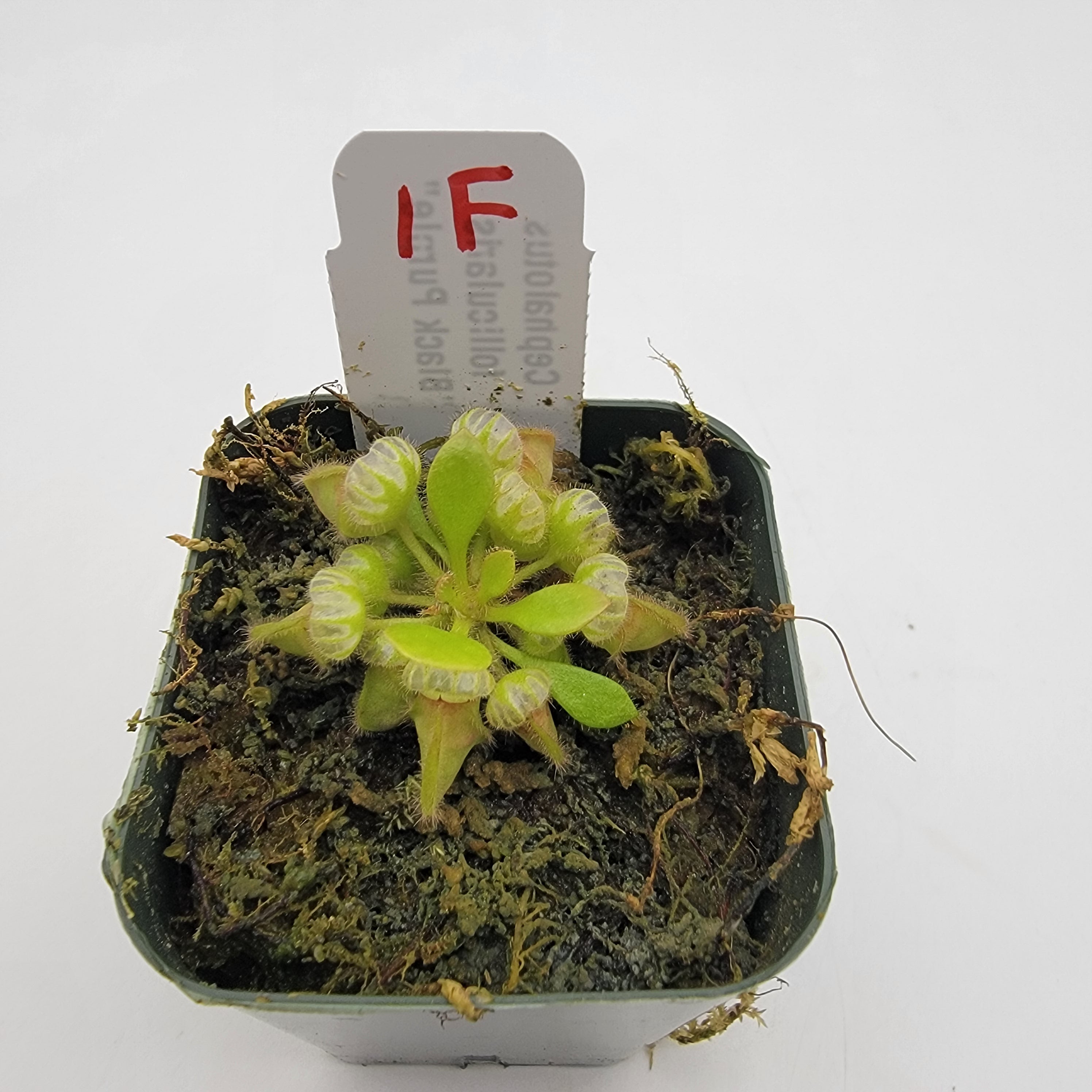 Cephalotus follicularis "Black Purple" WBP (1F-5F)