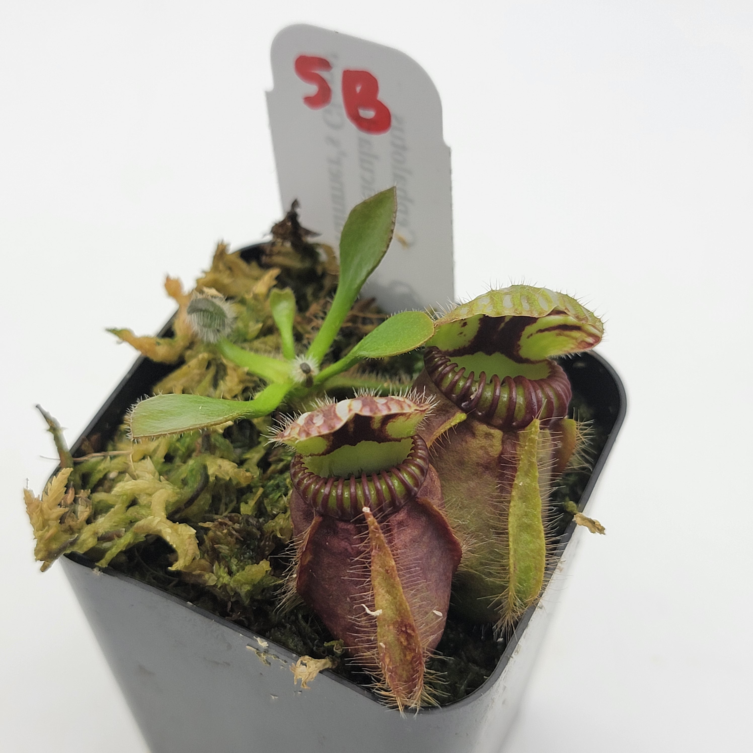 Cephalotus follicularis 'Hummer's Giant' WHG (1B-20B