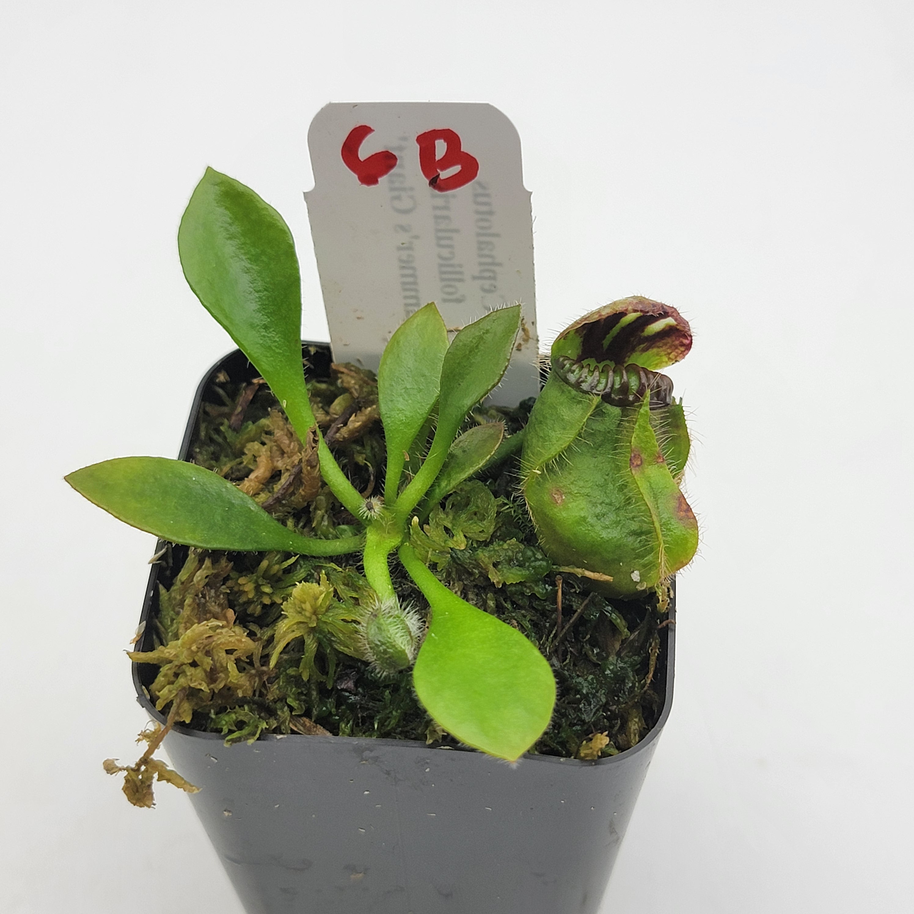 好きに Cephalotus follicularis (1B-20B WHG Giant' 'Hummer's その他観葉植物