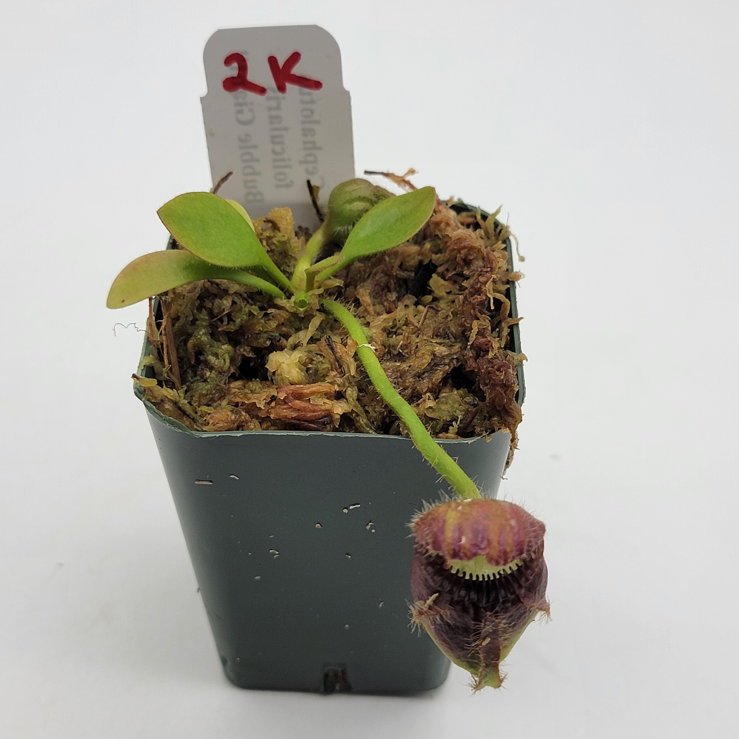 Cephalotus follicularis "Bubble Giant" WBG (1K-9K) - -Rainbow Carnivorous Plants LLC