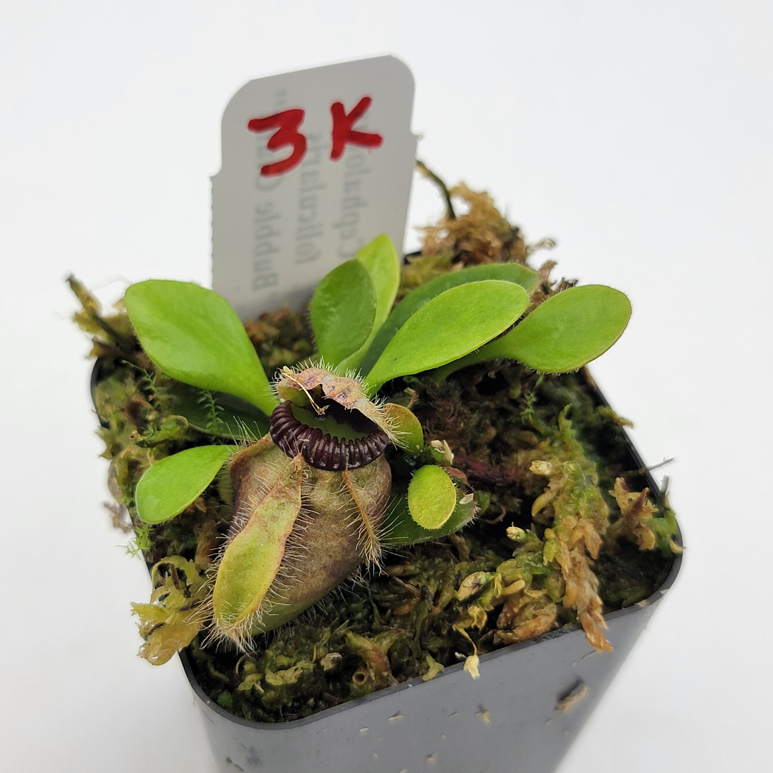 Cephalotus follicularis "Bubble Giant" WBG (1K-9K) - -Rainbow Carnivorous Plants LLC