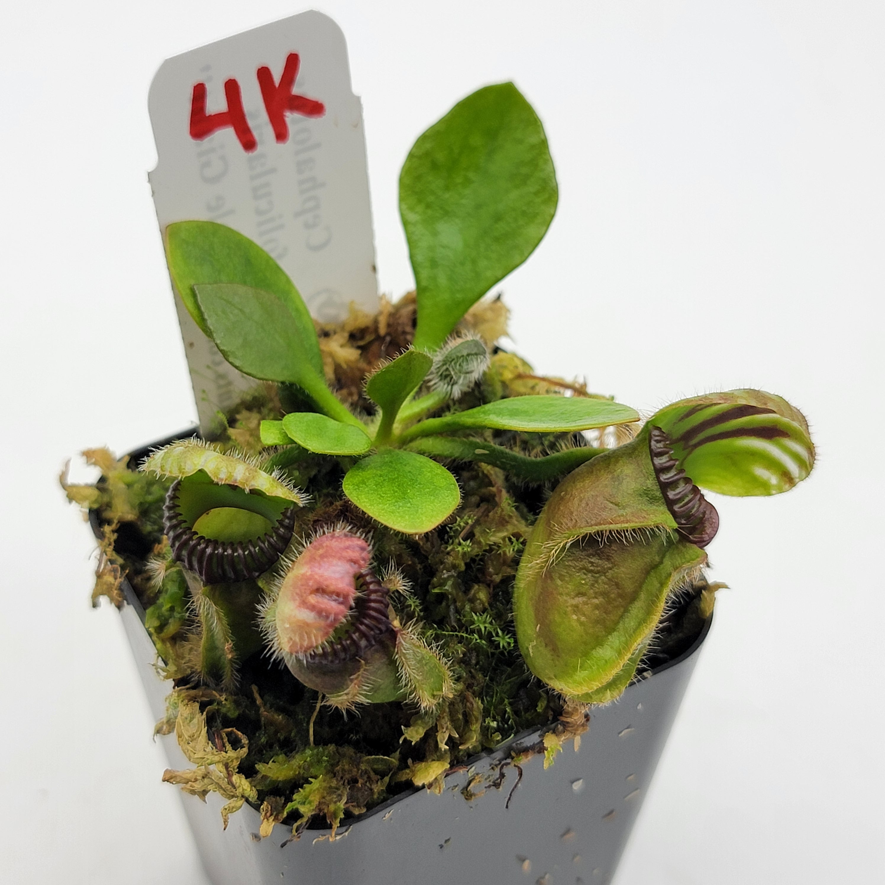 Cephalotus follicularis "Bubble Giant" WBG (1K-9K) - -Rainbow Carnivorous Plants LLC