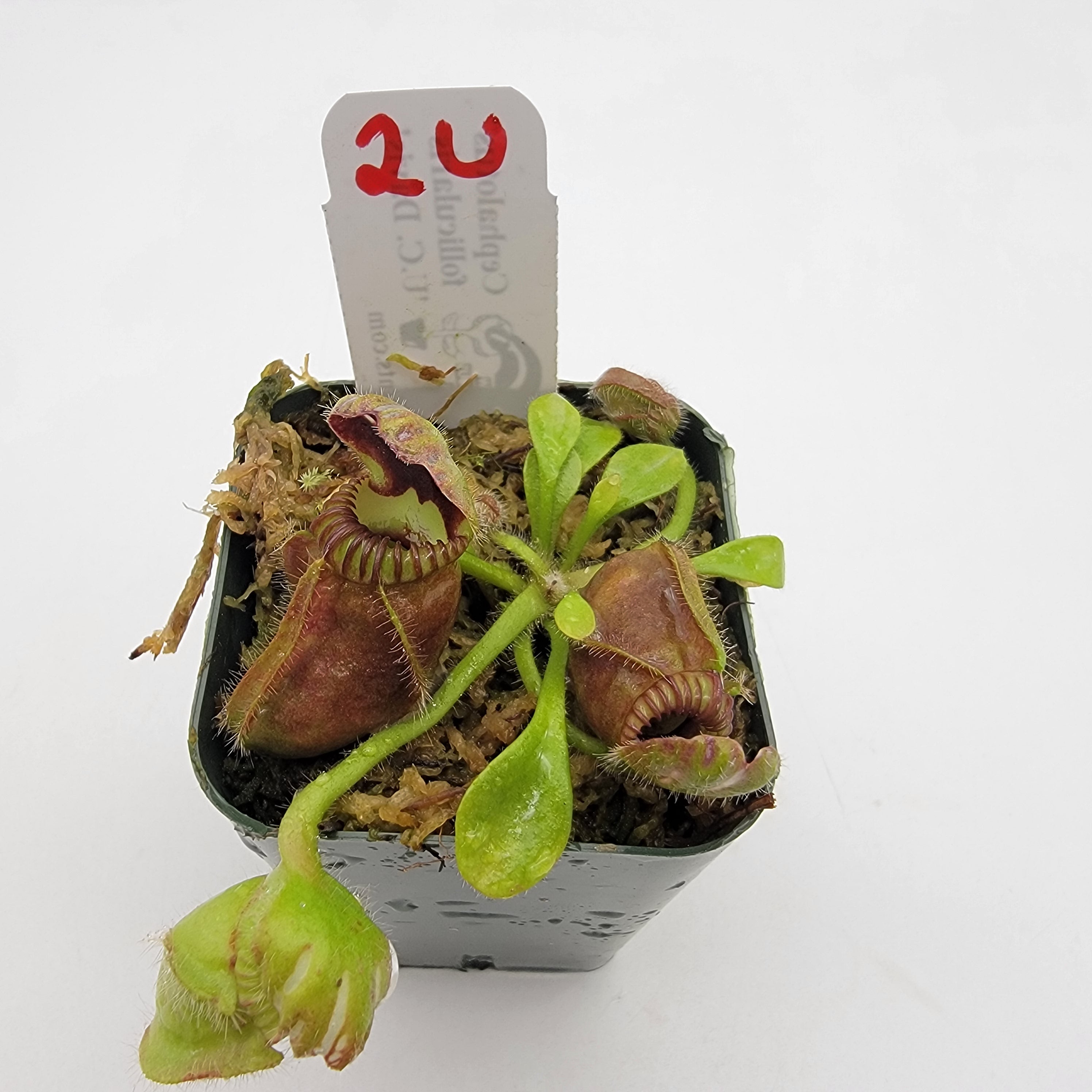 Australian pitcher plant (Cephalotus follicularis) | Rainbow