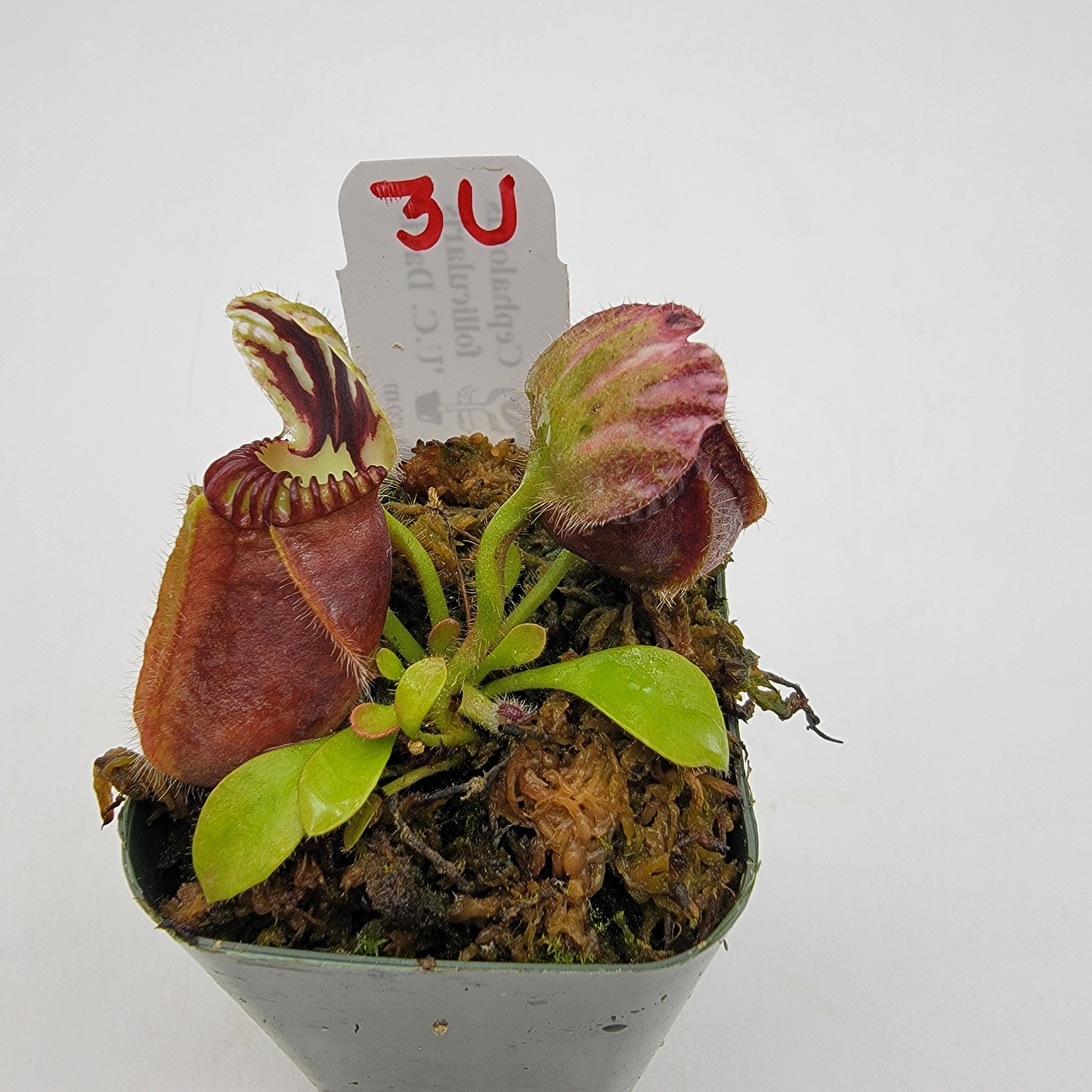 Cephalotus follicularis "UC Davis" -Cephalotus -Rainbow Carnivorous Plants LLC