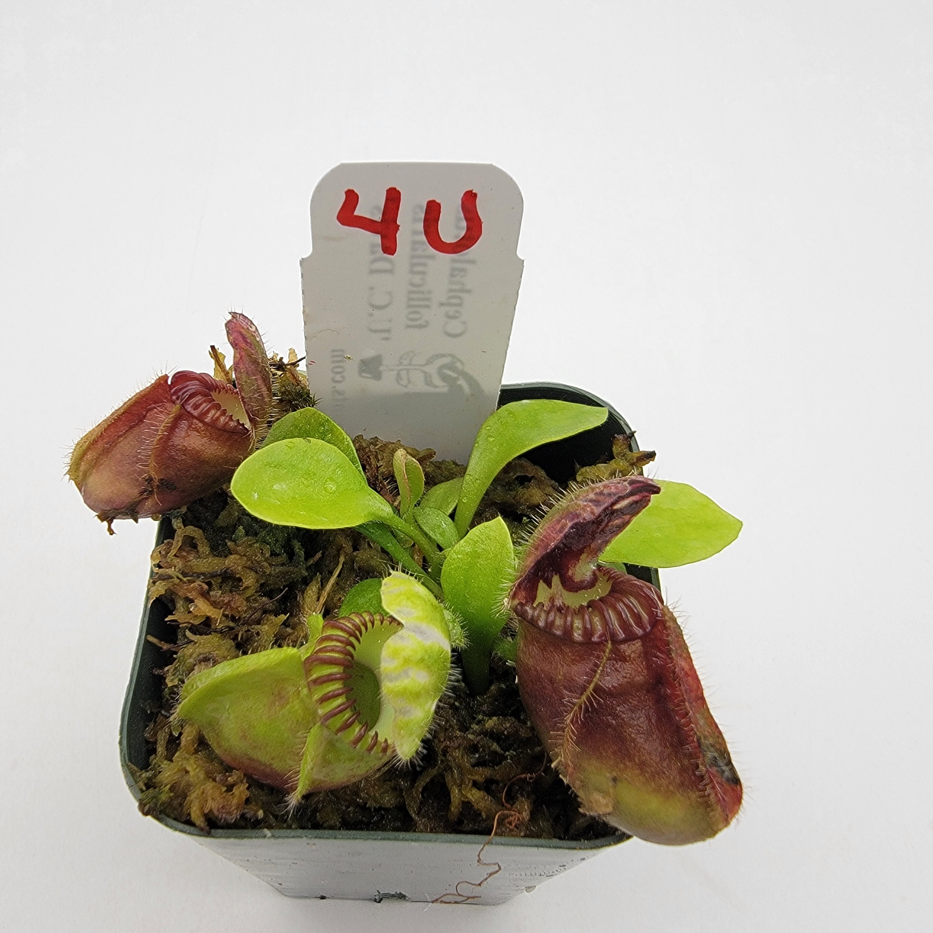 Cephalotus follicularis "UC Davis" -Cephalotus -Rainbow Carnivorous Plants LLC