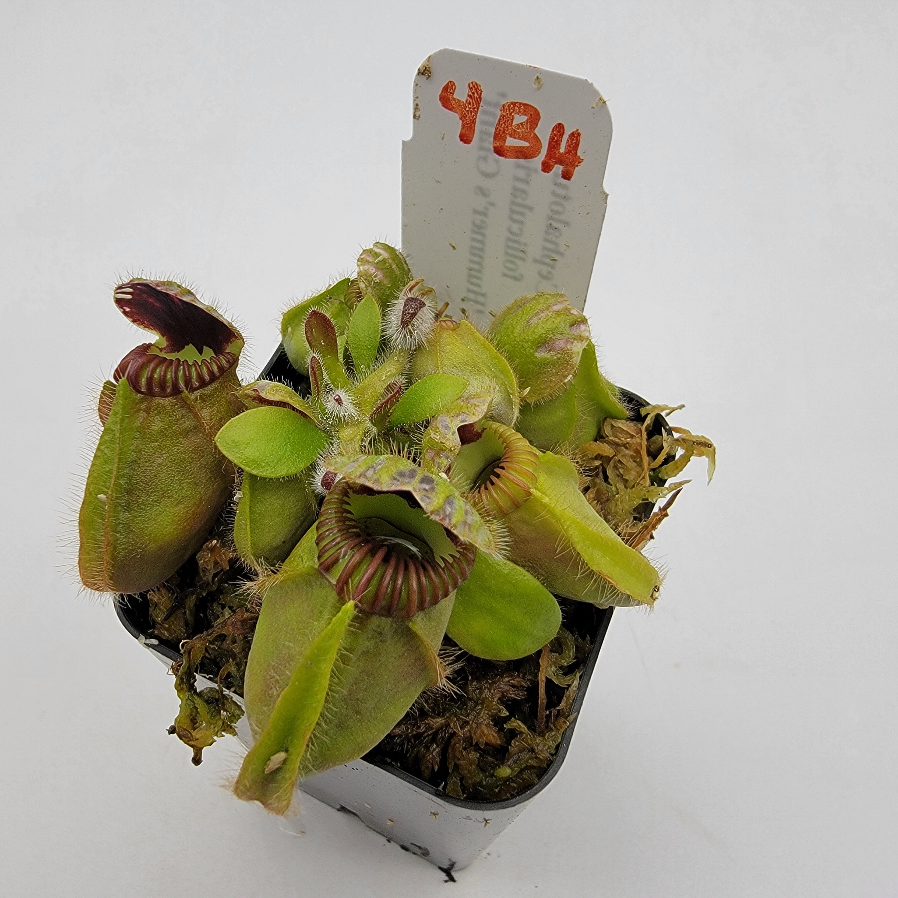 セファロタス・フォリキュラリス　「ハマーズジャイアント」CK 株分け苗 セファロタス・フォリキュラリス 「ハマーズジャイアント」CK 株分け苗