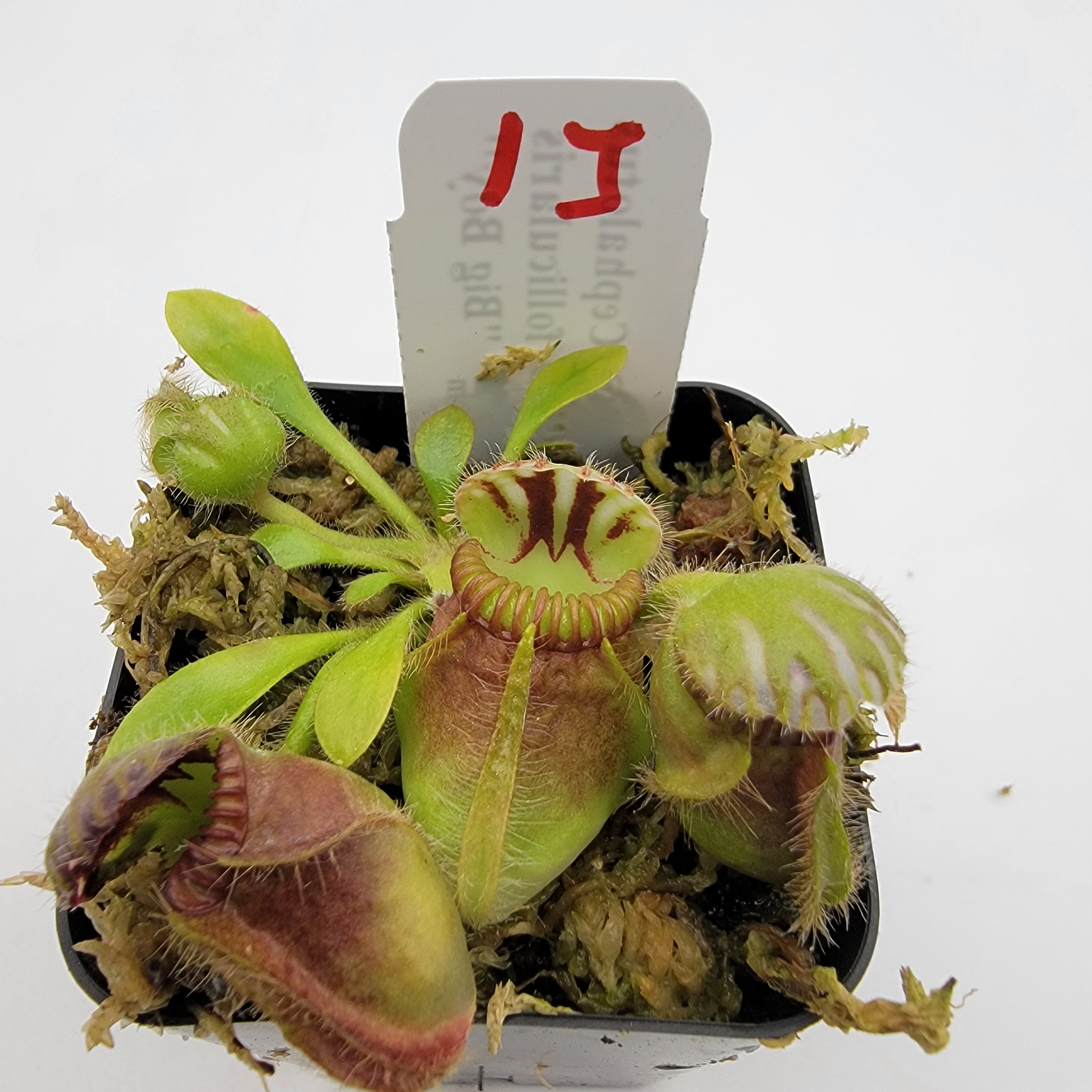 その他観葉植物 Cephalotus follicularis`GermanGiant' C.C Cephalotus Follicularis German giant x Czech giant for Sale