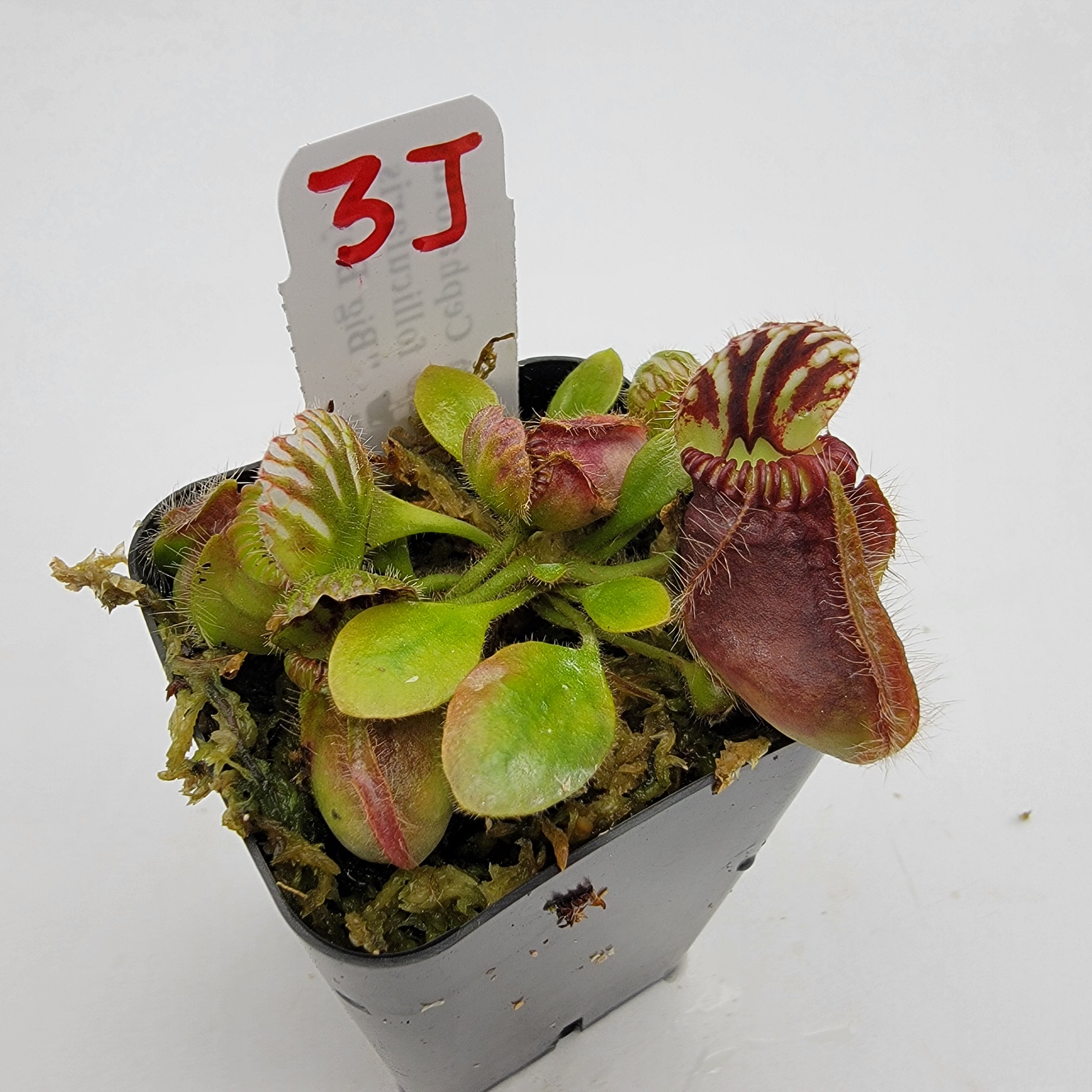 Cephalotus follicularis "Big Boy" WBB-(1J-9J) -Cephalotus -Rainbow Carnivorous Plants LLC