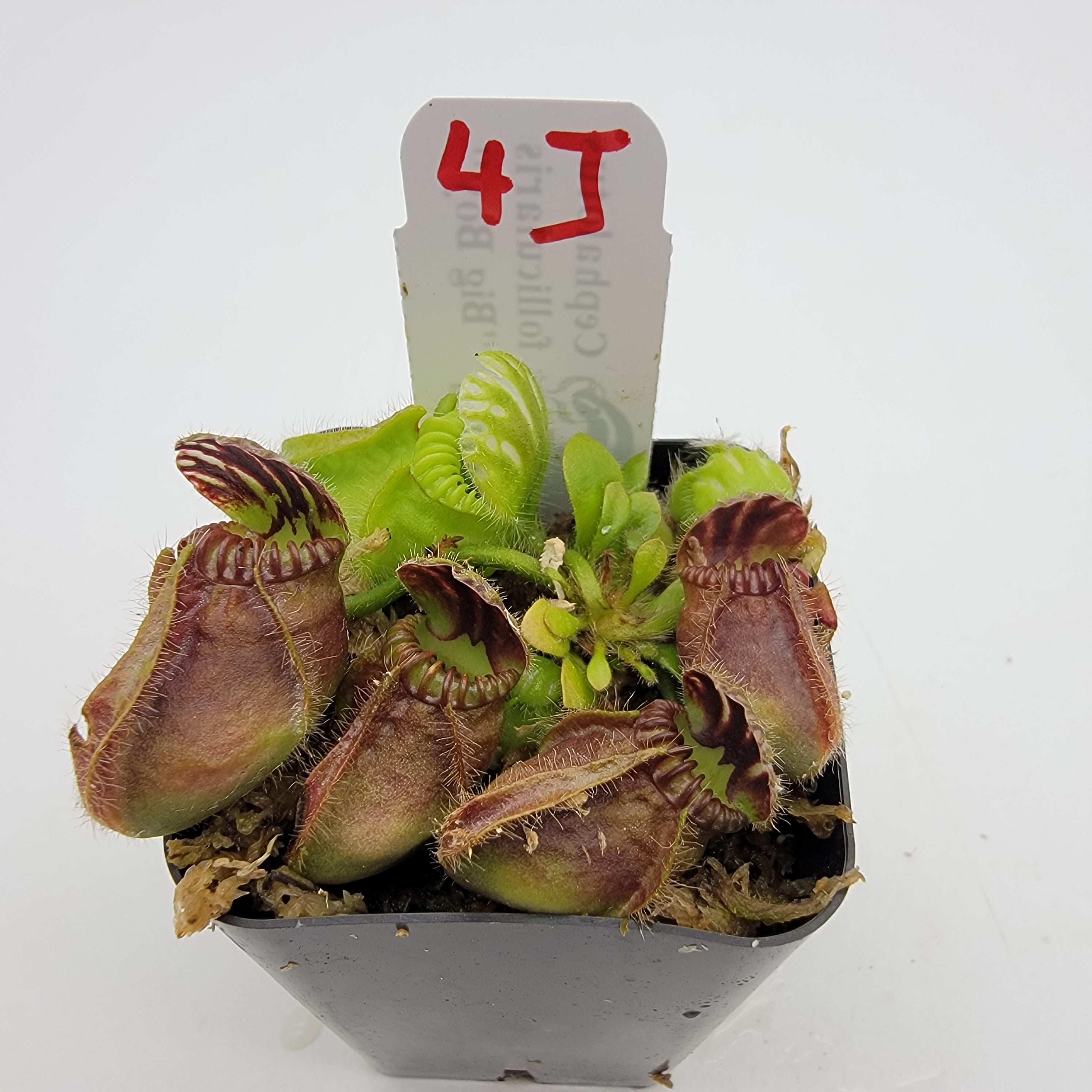 Cephalotus follicularis "Big Boy" WBB-(1J-9J) -Cephalotus -Rainbow Carnivorous Plants LLC