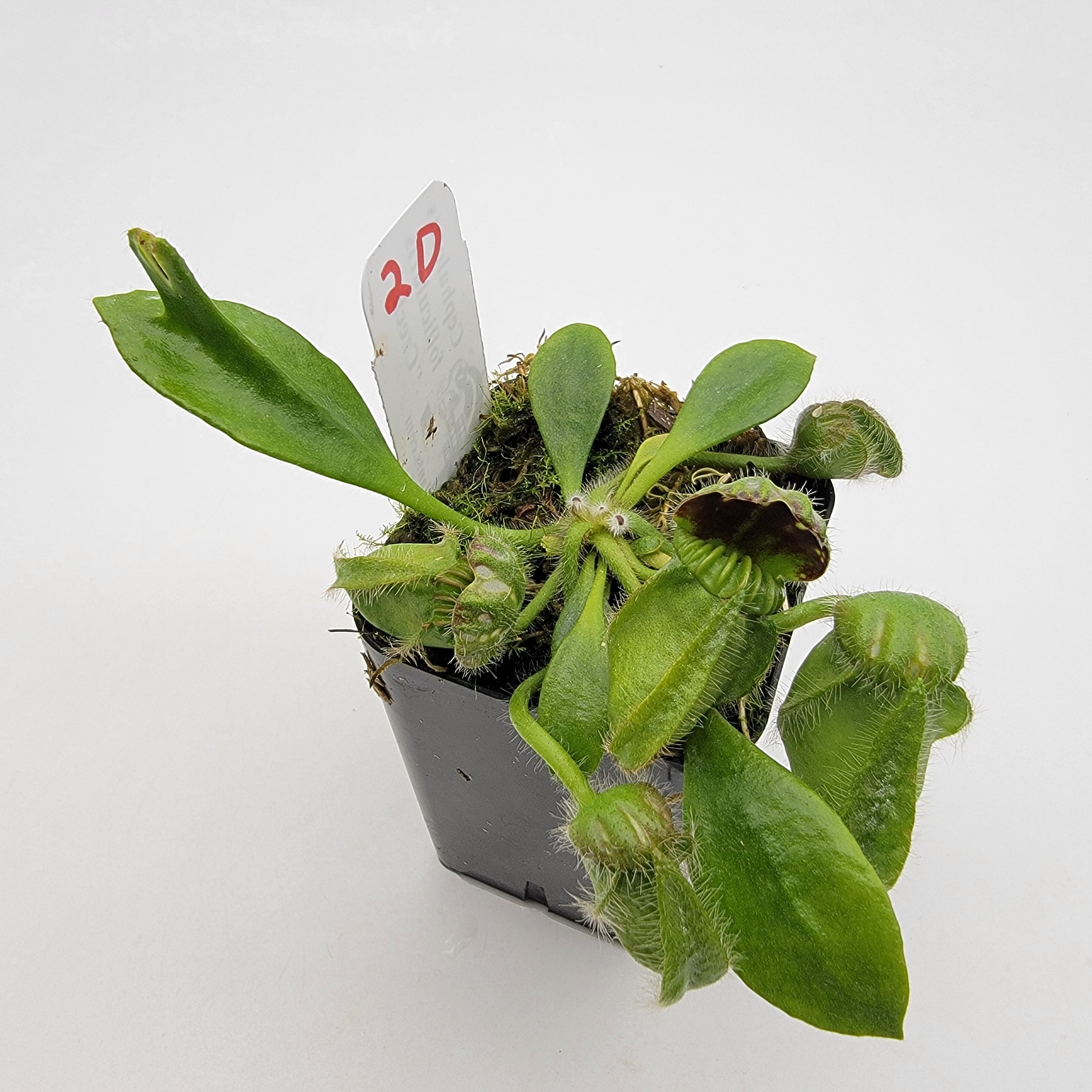 Cephalotus follicularis "Czech" WCZ (1D-5D)