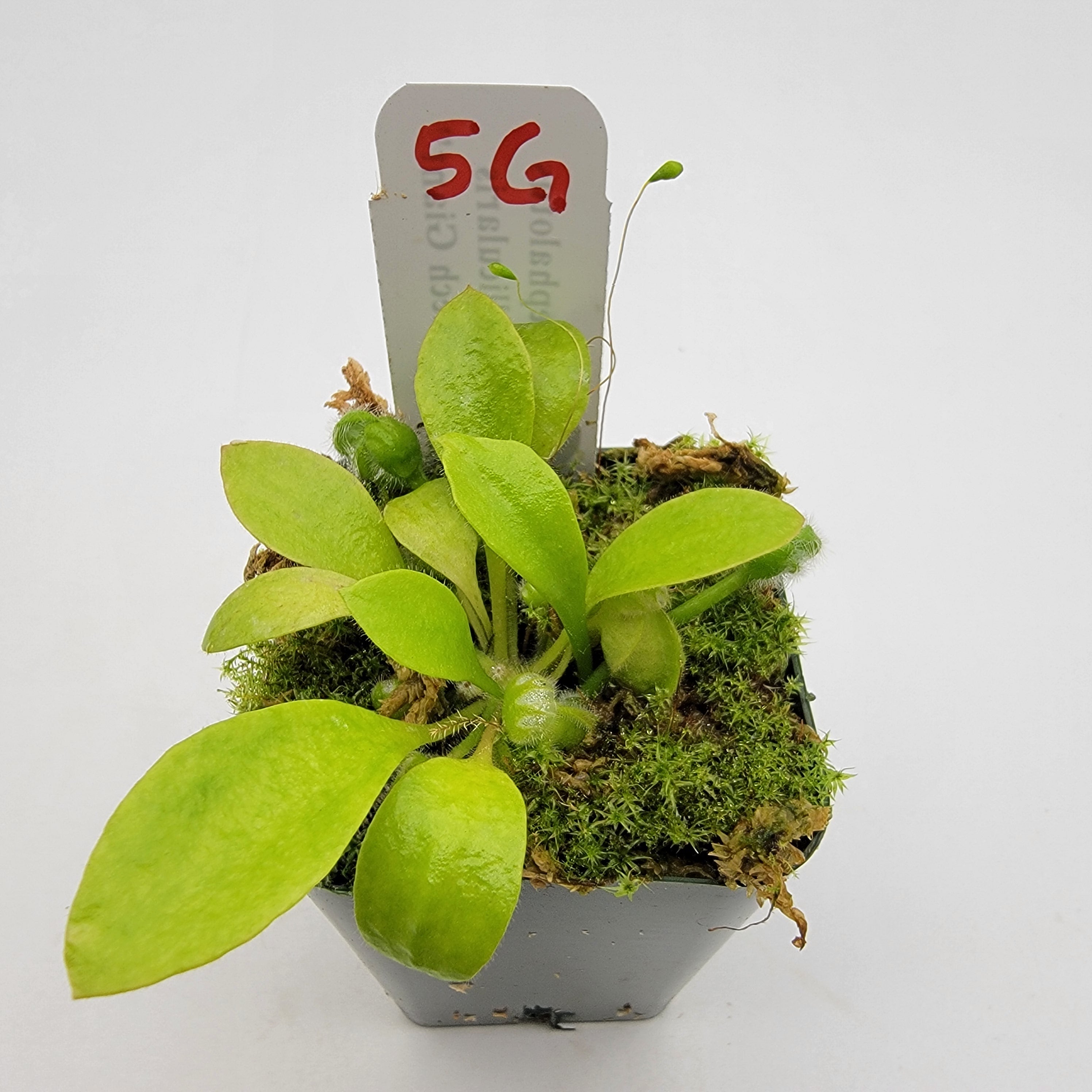 Cephalotus Big Mouth CZP 葉挿し2株 Cephalotus Big Mouth CZP 葉挿し2株 セファロタス フォリキュラ