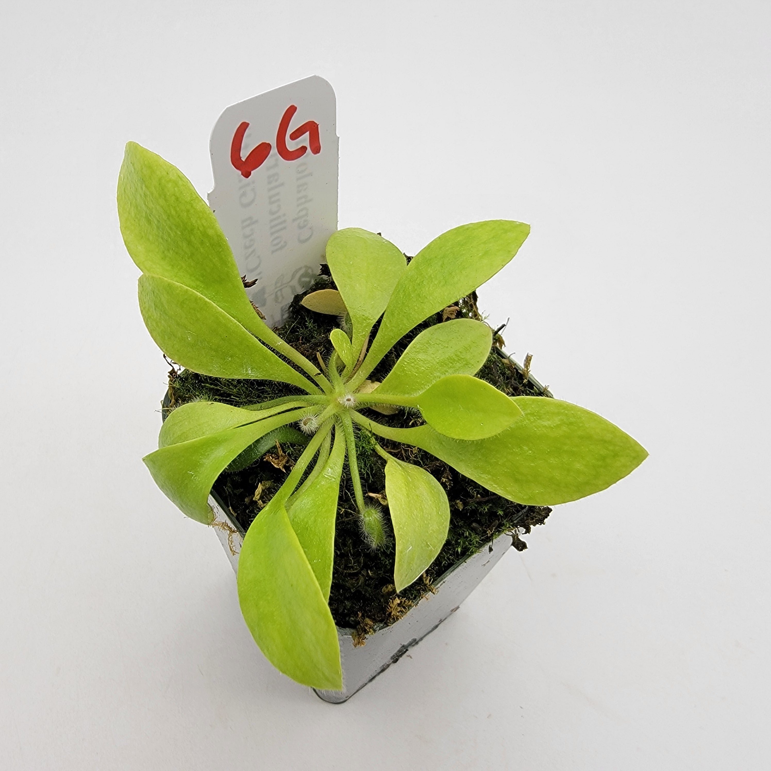 Cephalotus follicularis "Czech Giant" (WCZG-4G/12G) -Cephalotus -Rainbow Carnivorous Plants LLC