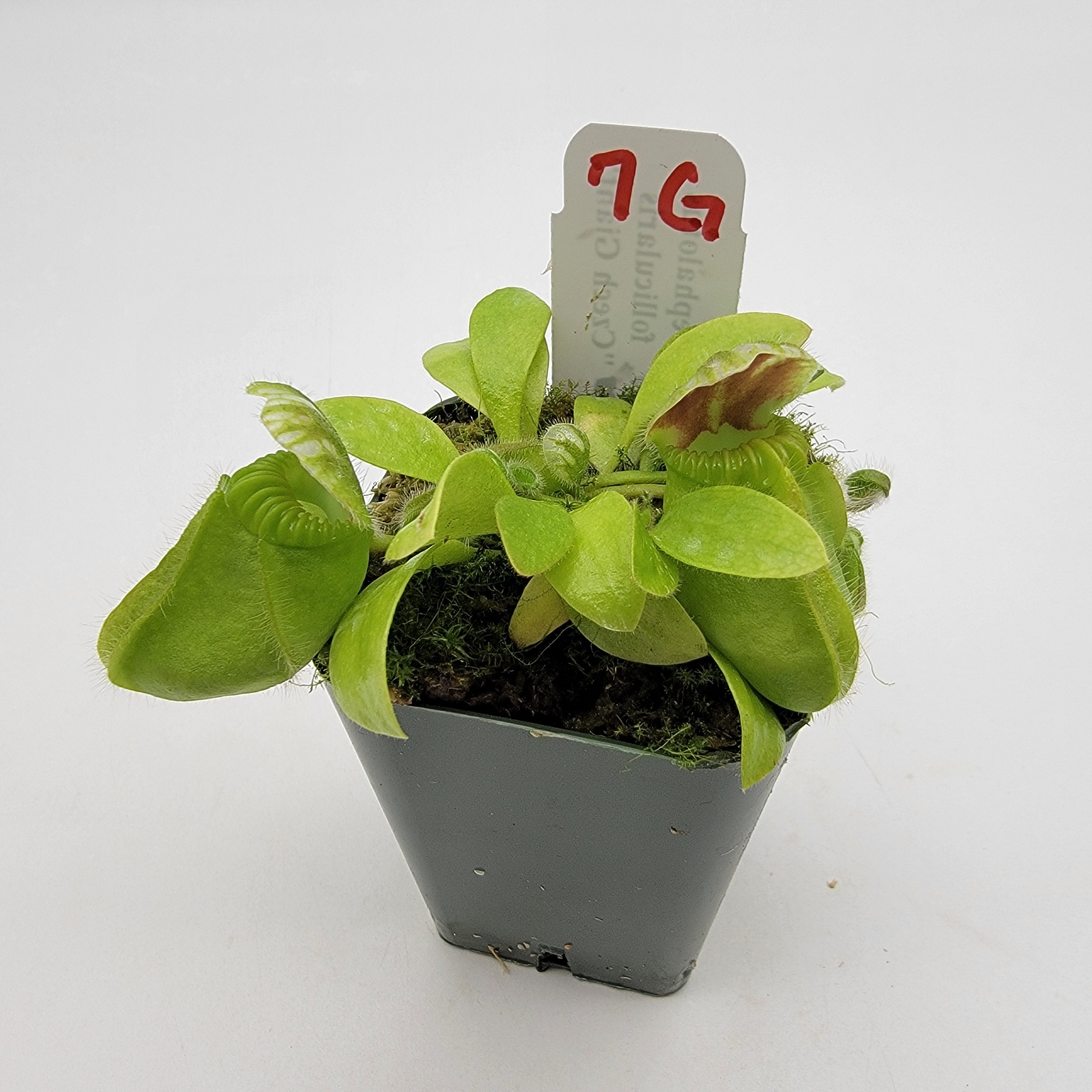 Cephalotus follicularis "Czech Giant" (WCZG-4G/12G) -Cephalotus -Rainbow Carnivorous Plants LLC