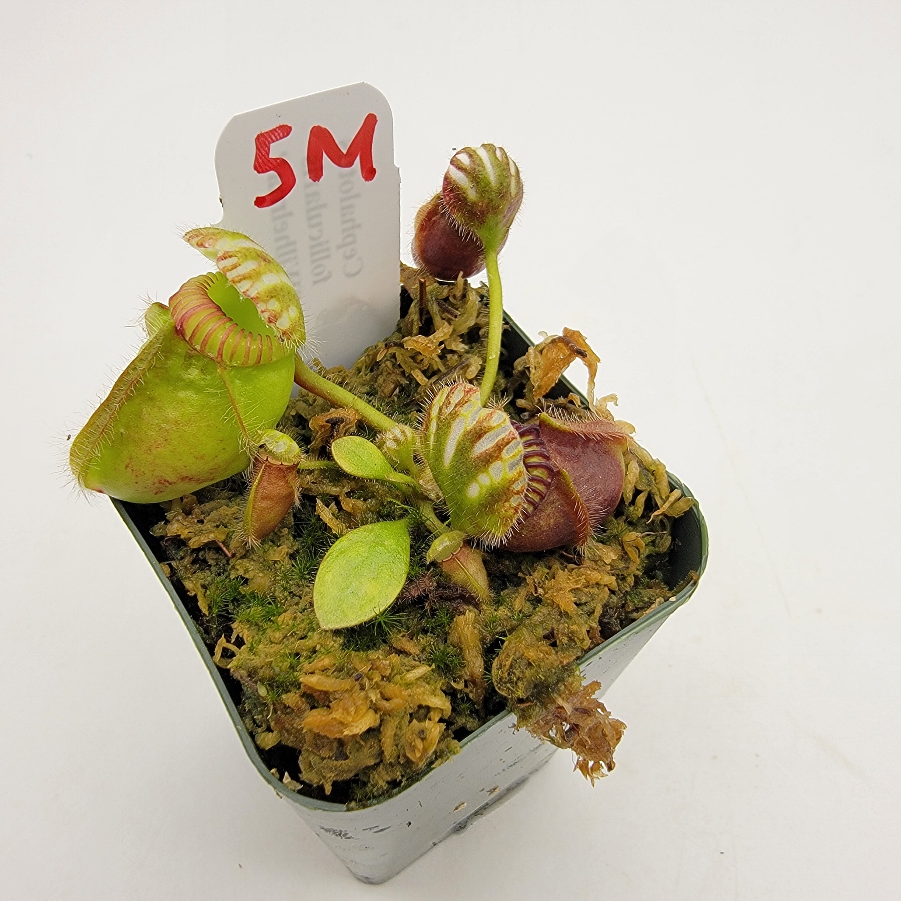 Cephalotus follicularis HMZ×SOHG Cephalotus follicularis - FlytrapCare.com