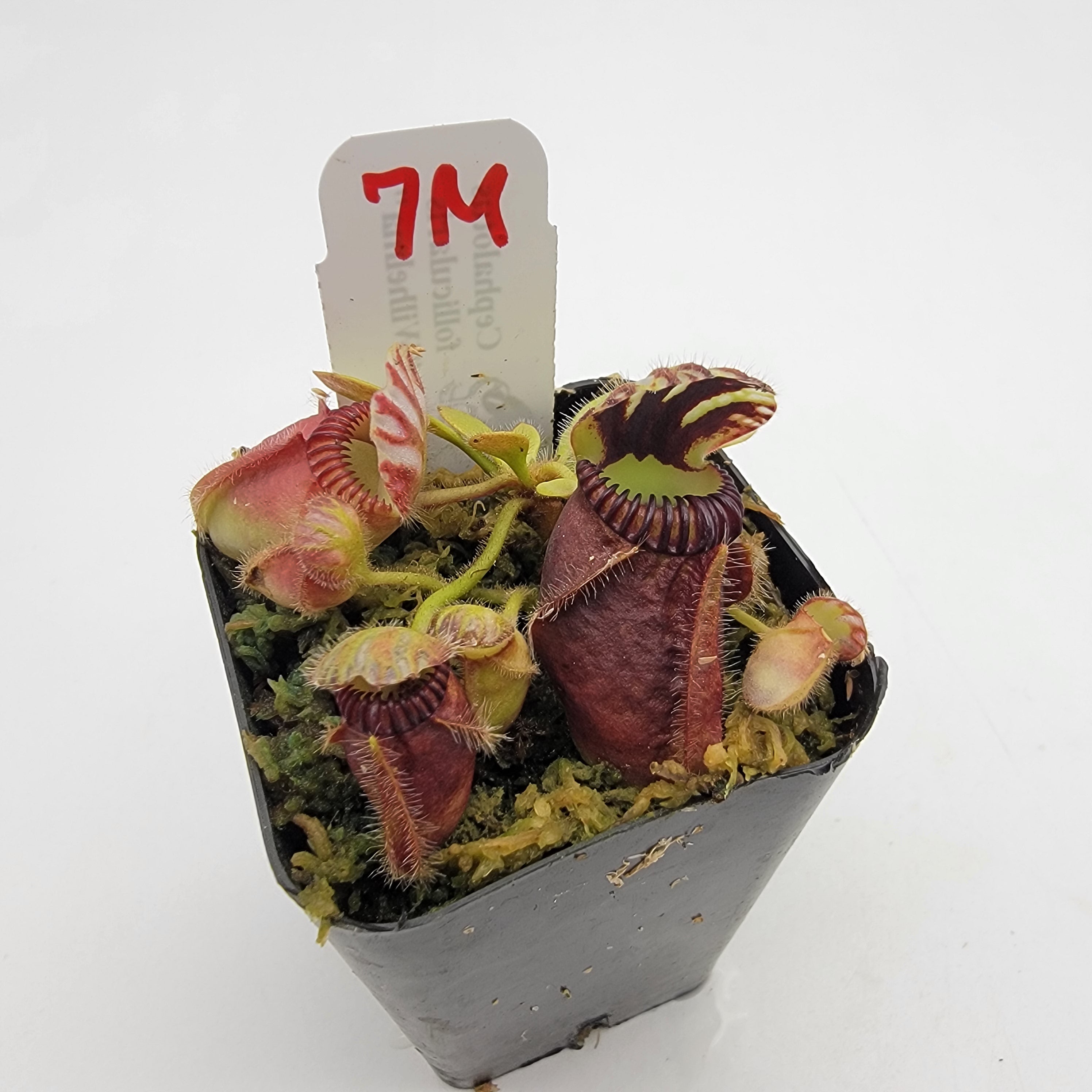 Cephalotus follicularis 