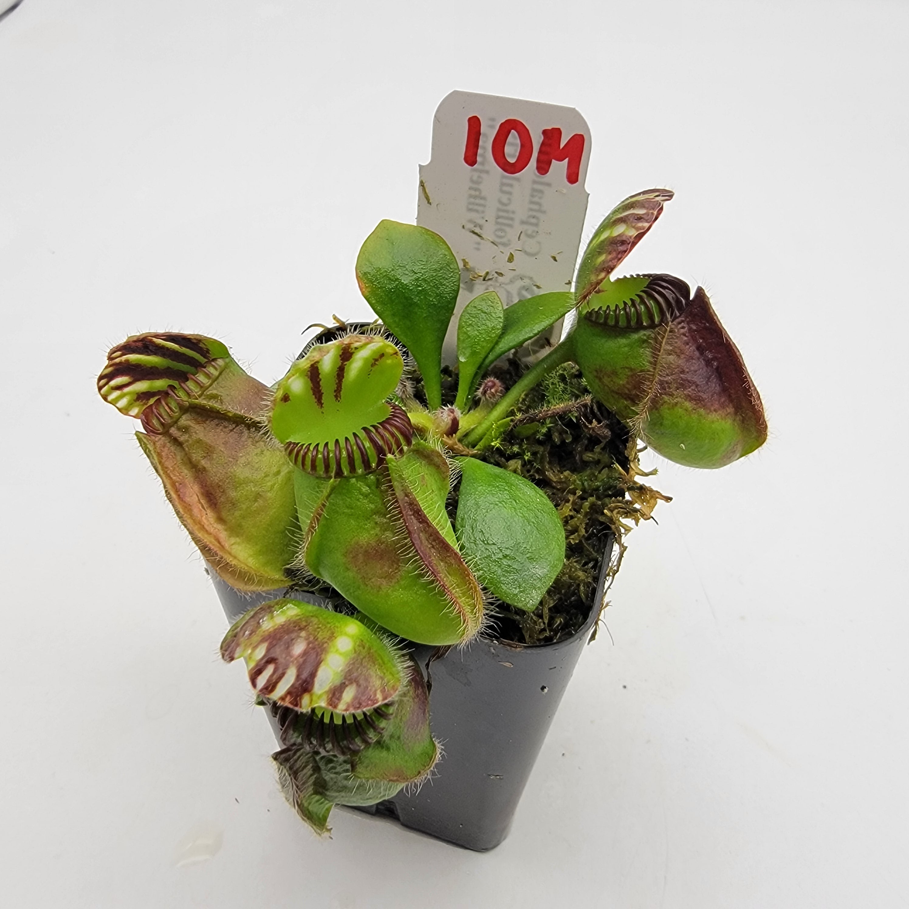 み*こ様 Cephalotus follicularis Wilhelma CZ Cephalotus follicularis 