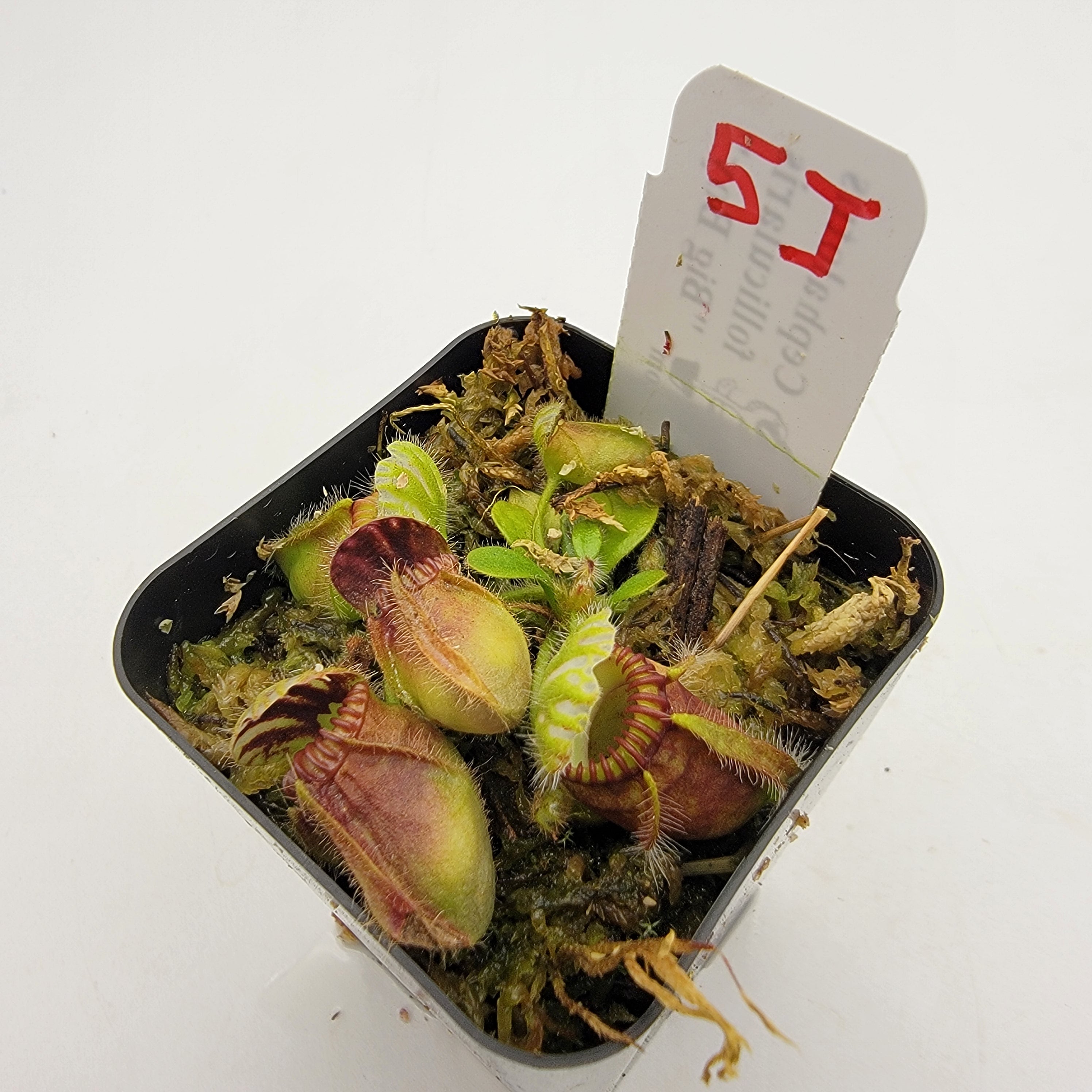 Cephalotus follicularis "Big Boy" WBB-(1J-9J) -Cephalotus -Rainbow Carnivorous Plants LLC