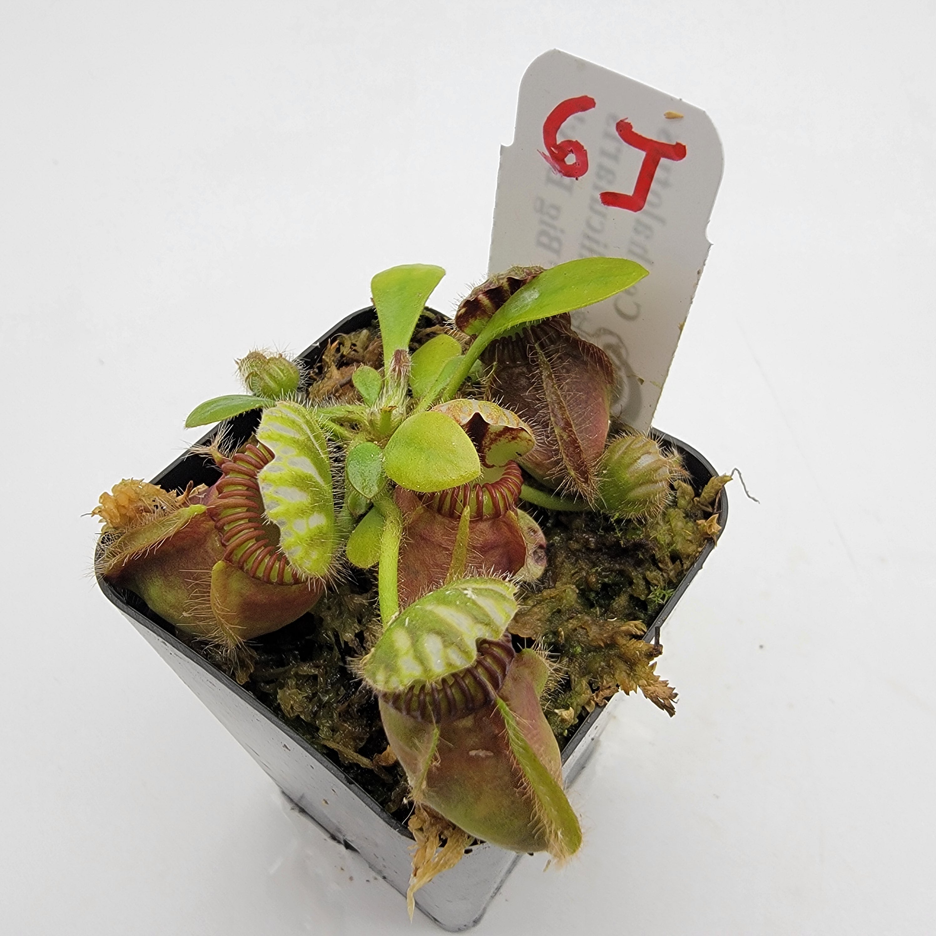 Cephalotus follicularis "Big Boy" WBB-(1J-9J) -Cephalotus -Rainbow Carnivorous Plants LLC