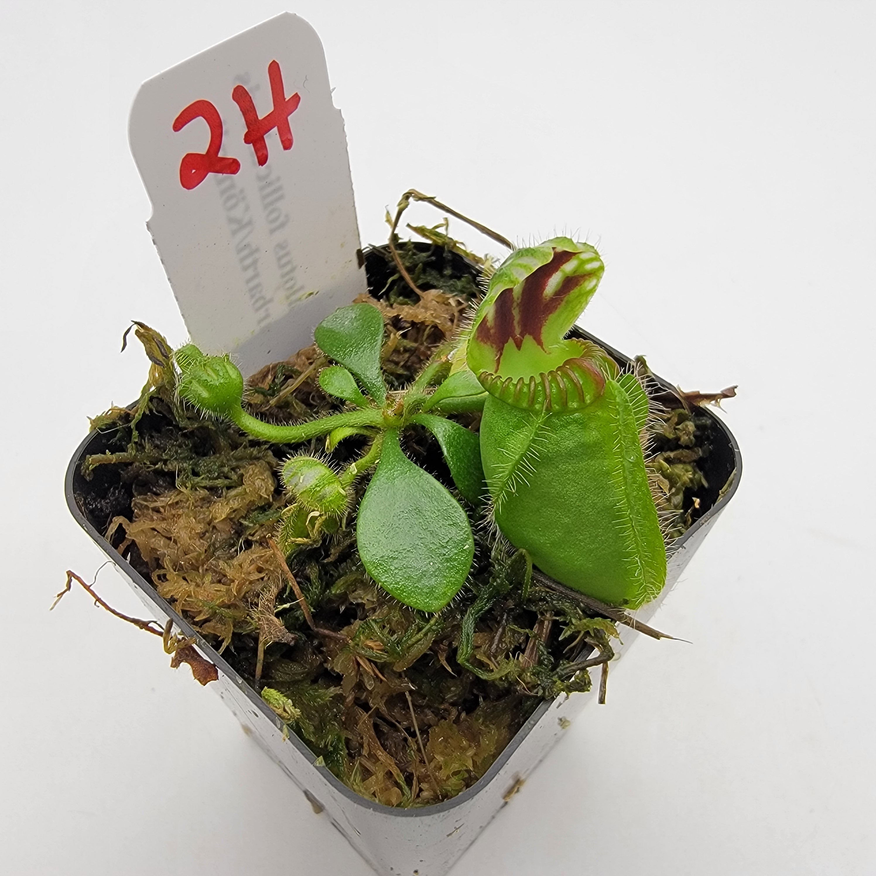Cephalotus follicularis "Dr. Eberhard König" [WEK-(1H-9H)]