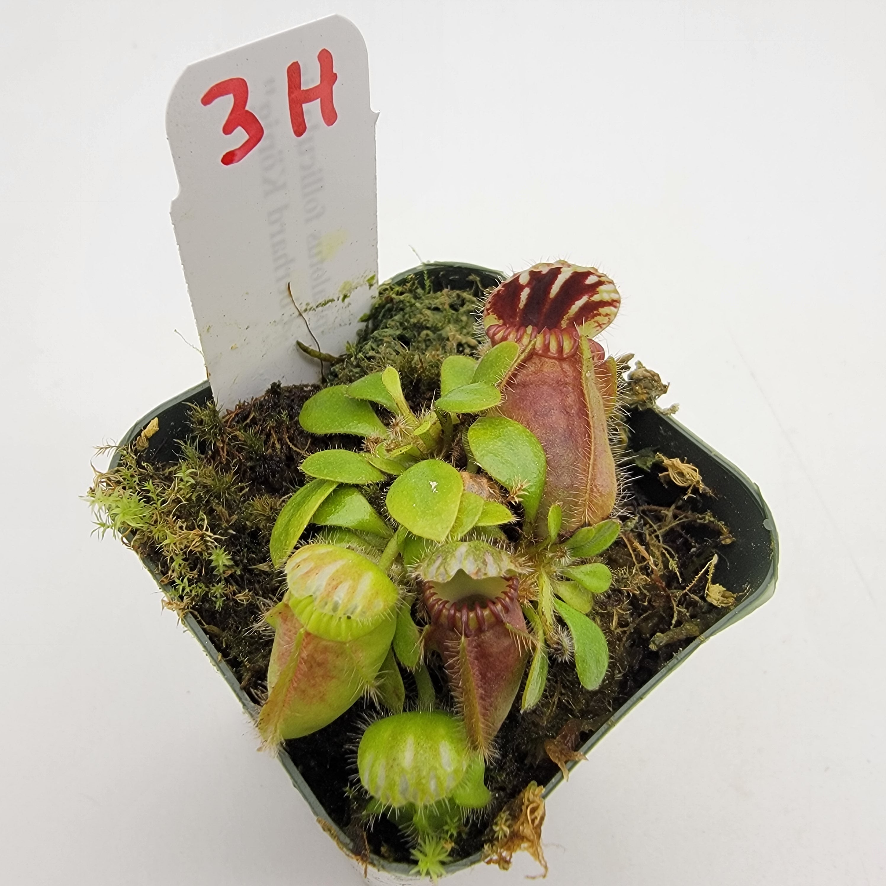 Cephalotus follicularis "Dr. Eberhard König" [WEK-(1H-9H)]