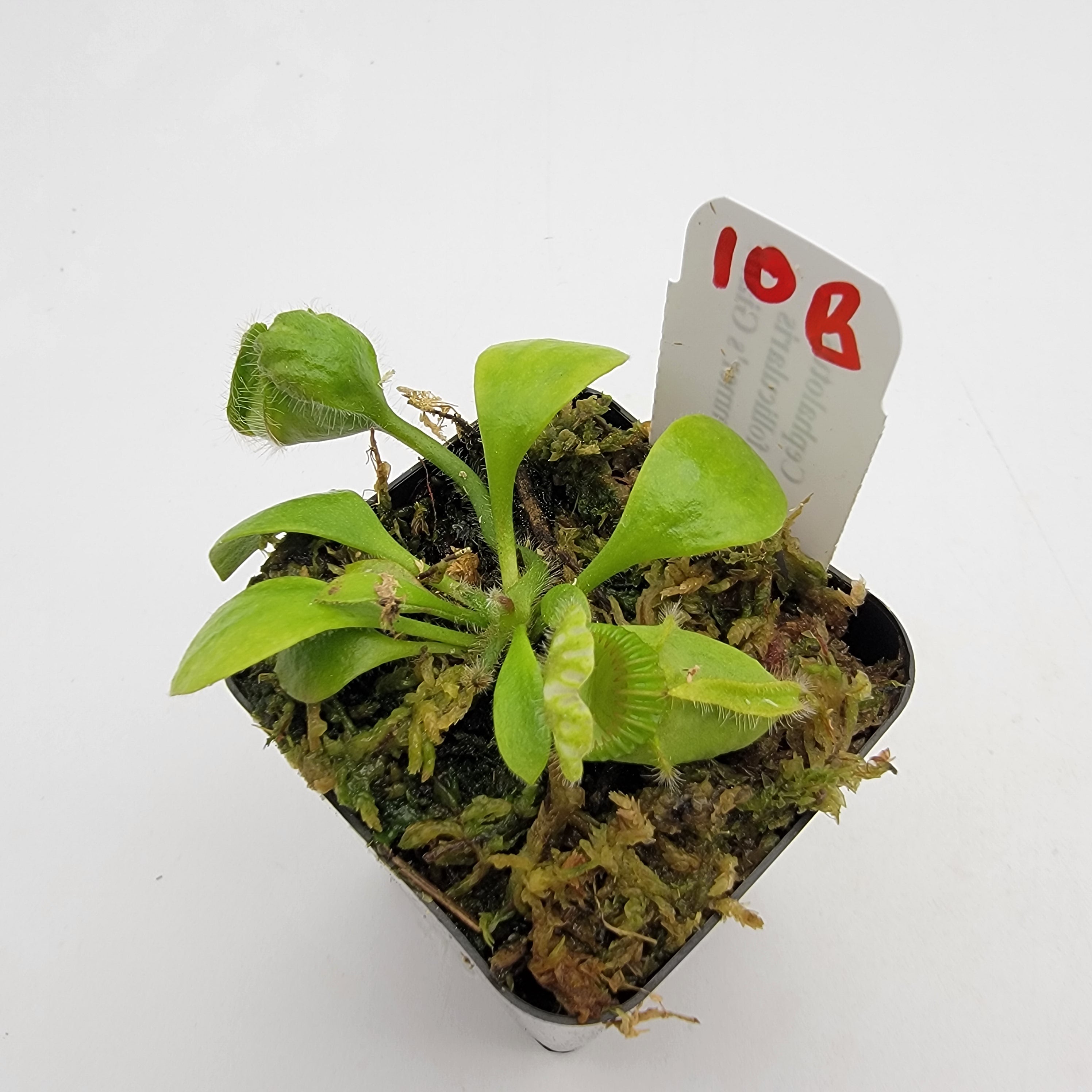 Cephalotus follicularis 'Hummer's Giant' WHG (1B-20B) -Cephalotus -Rainbow Carnivorous Plants LLC
