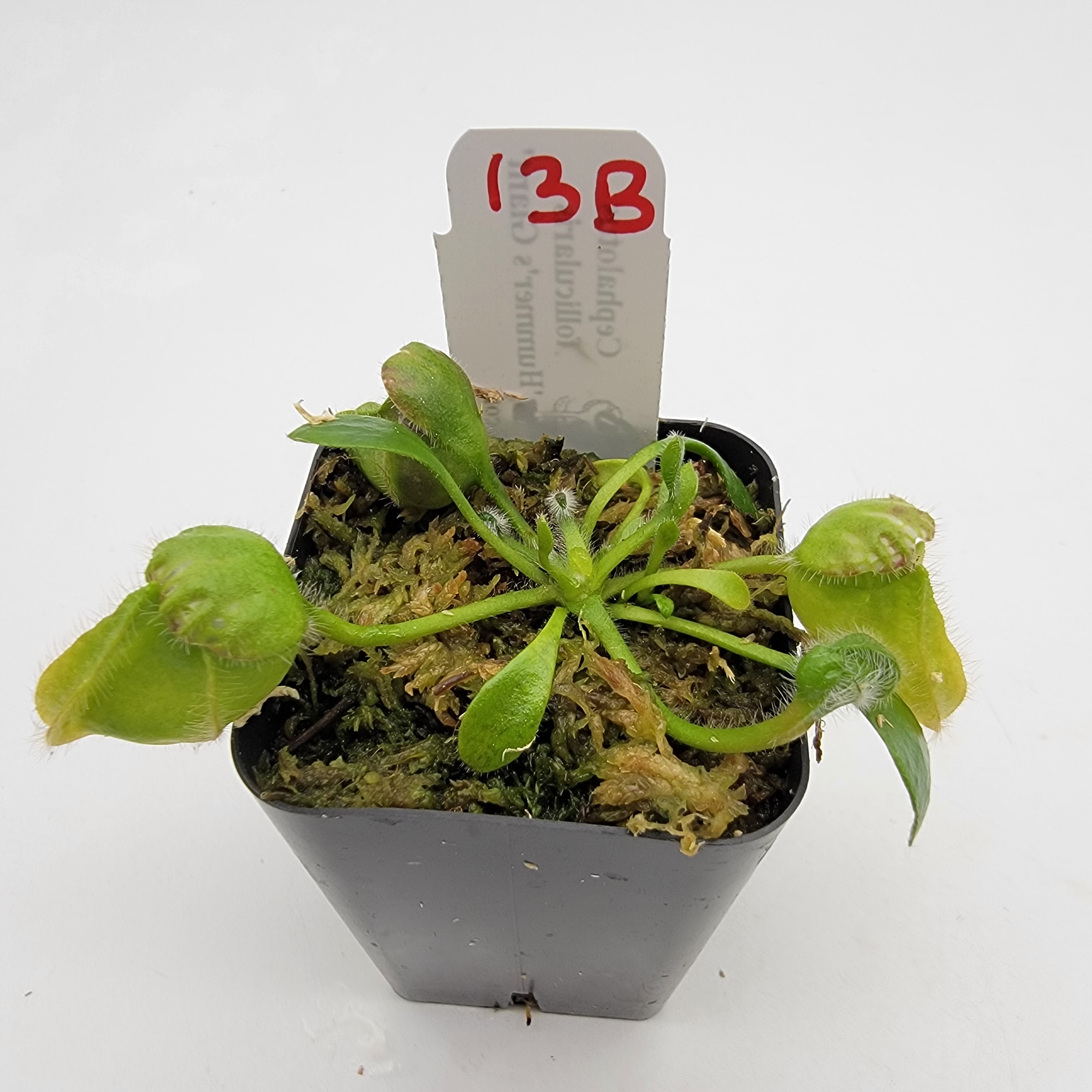 Cephalotus follicularis 'Hummer's Giant' WHG (1B-20B) -Cephalotus -Rainbow Carnivorous Plants LLC