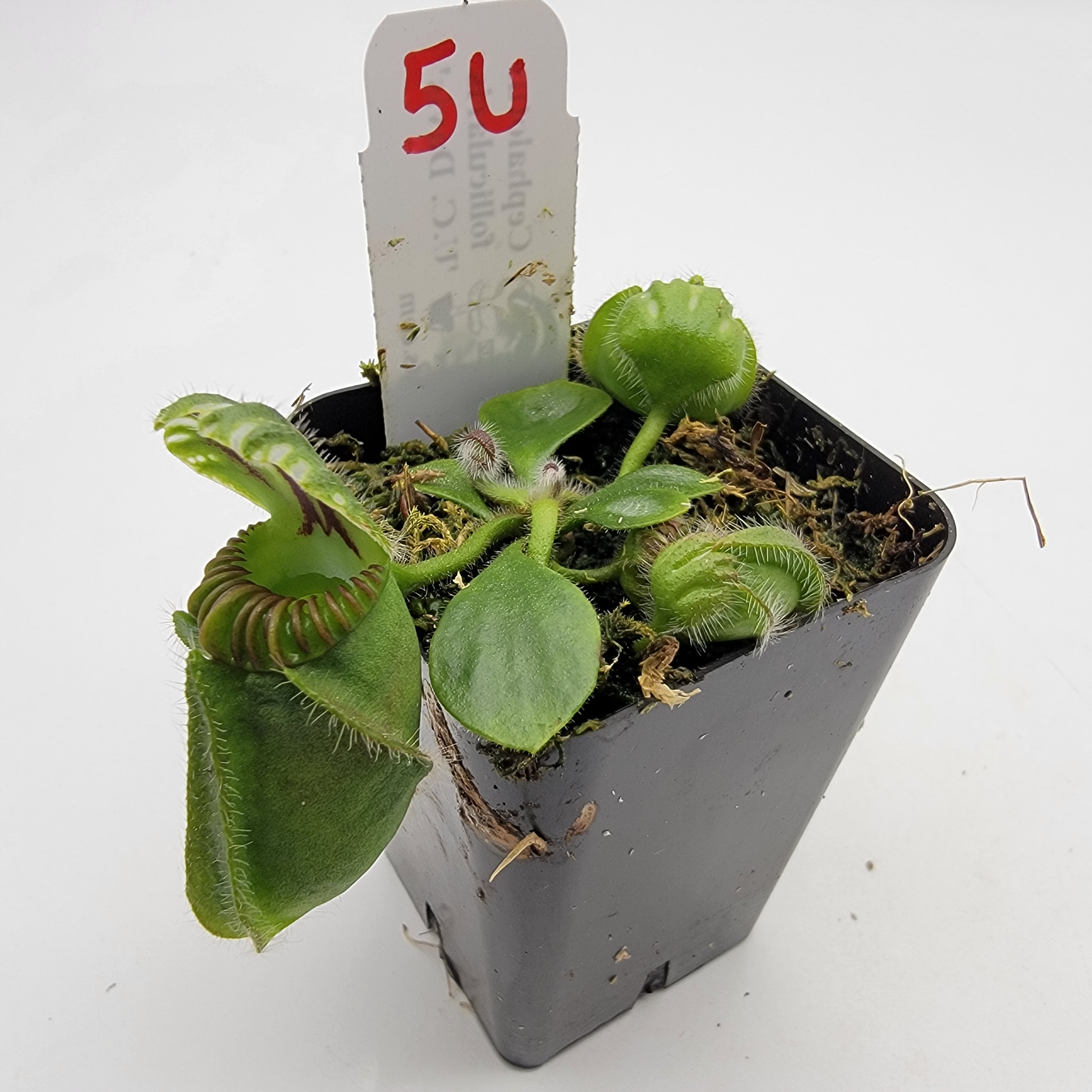 Cephalotus follicularis "UC Davis" -Cephalotus -Rainbow Carnivorous Plants LLC