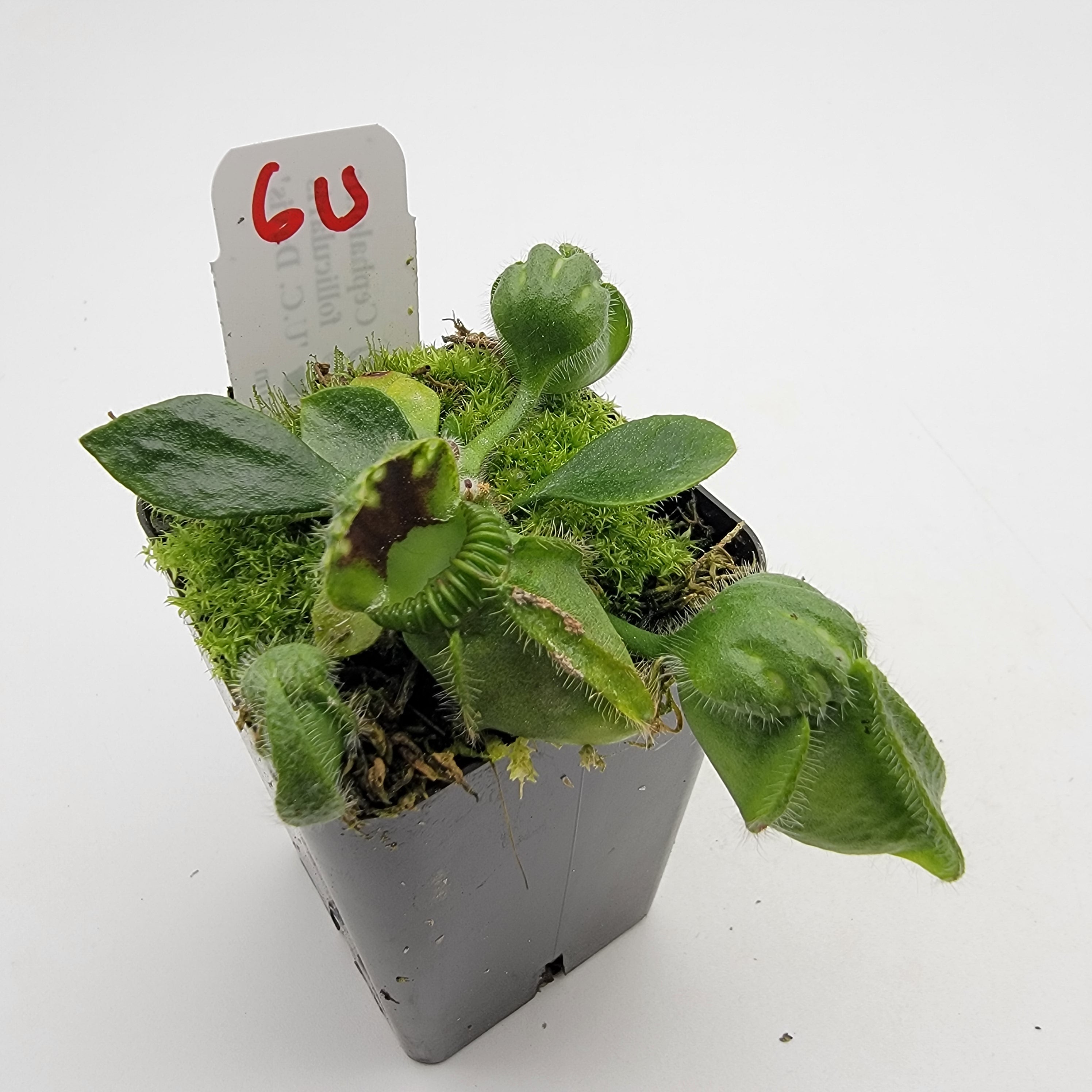 Cephalotus follicularis "UC Davis" -Cephalotus -Rainbow Carnivorous Plants LLC