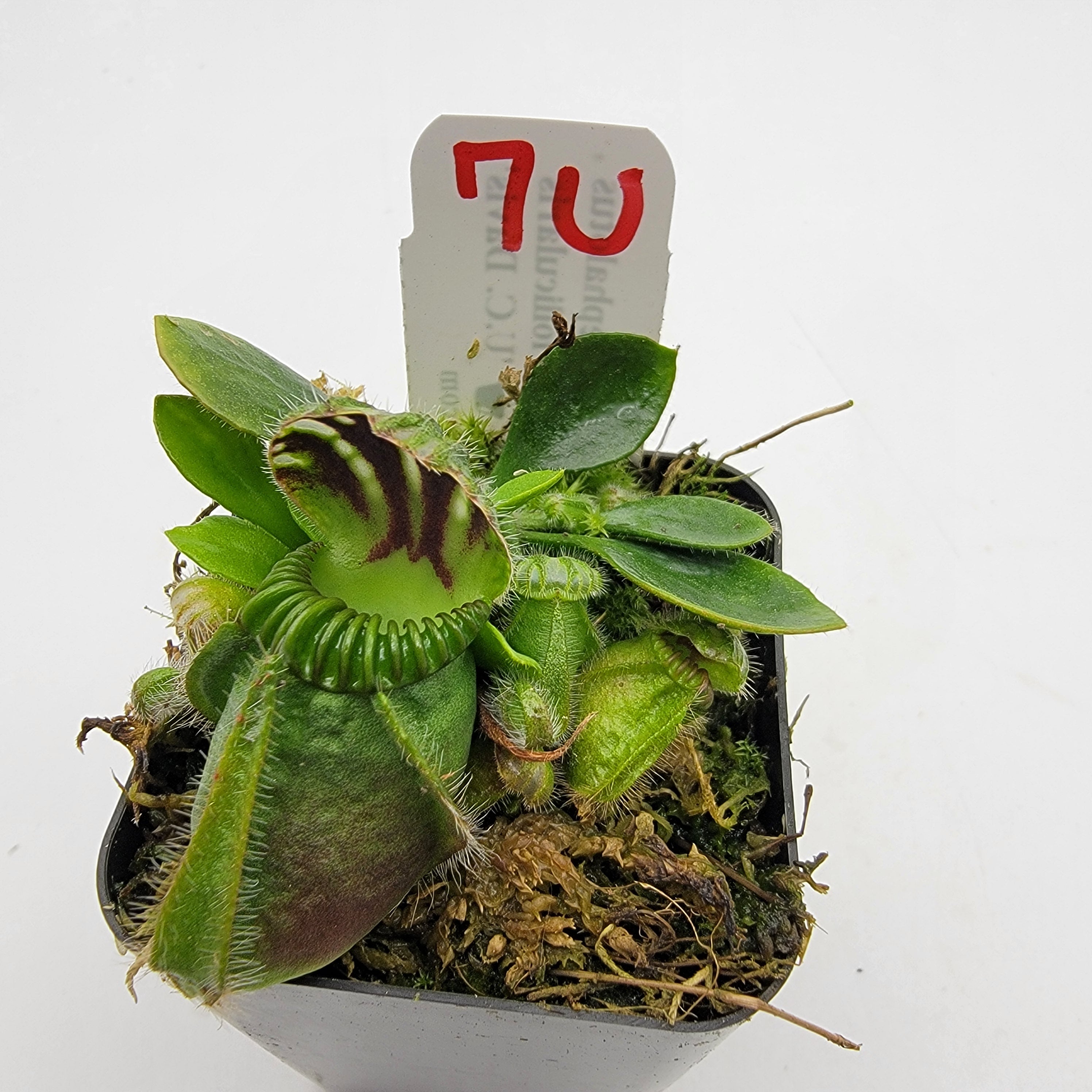 Cephalotus follicularis "UC Davis" -Cephalotus -Rainbow Carnivorous Plants LLC