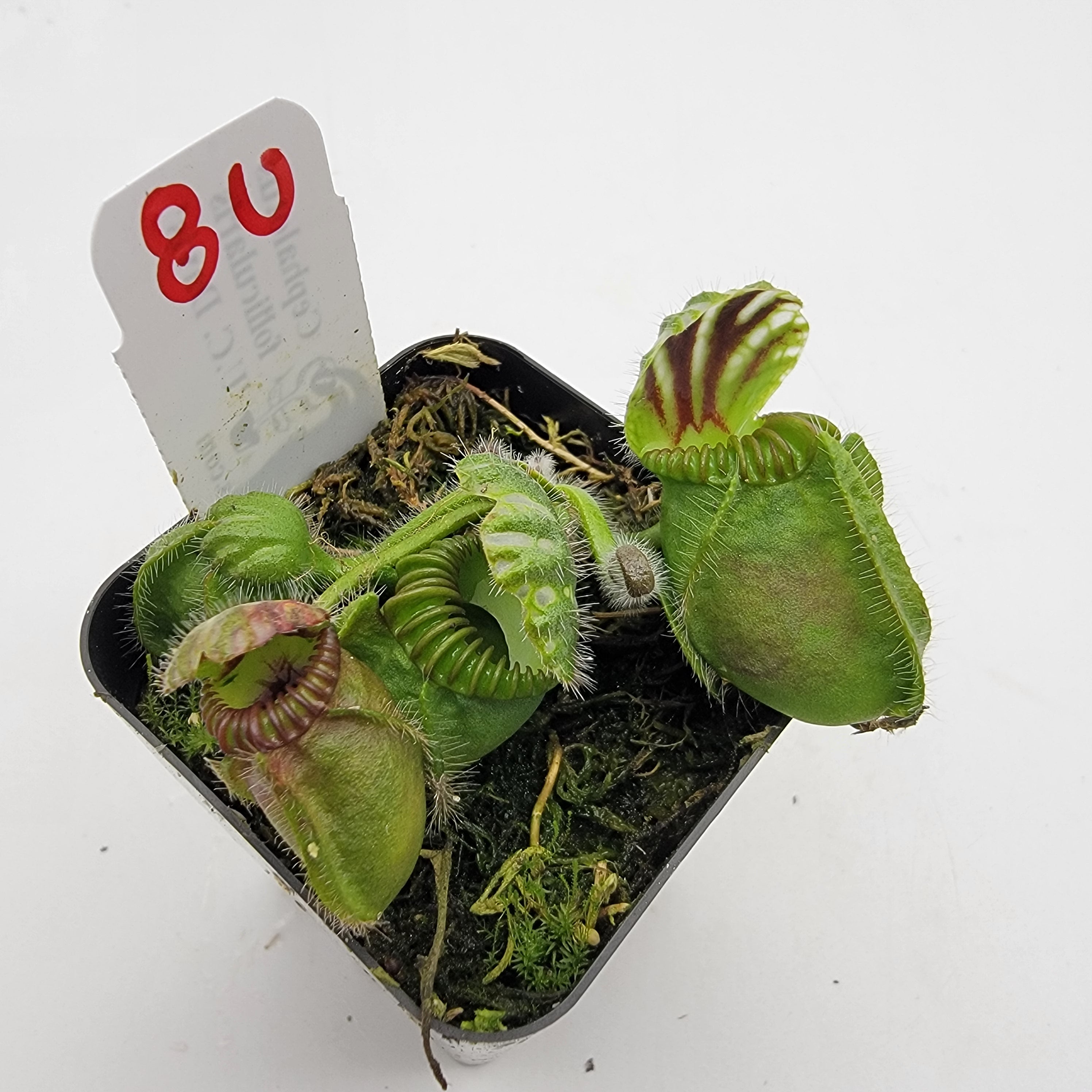 Cephalotus follicularis "UC Davis" -Cephalotus -Rainbow Carnivorous Plants LLC