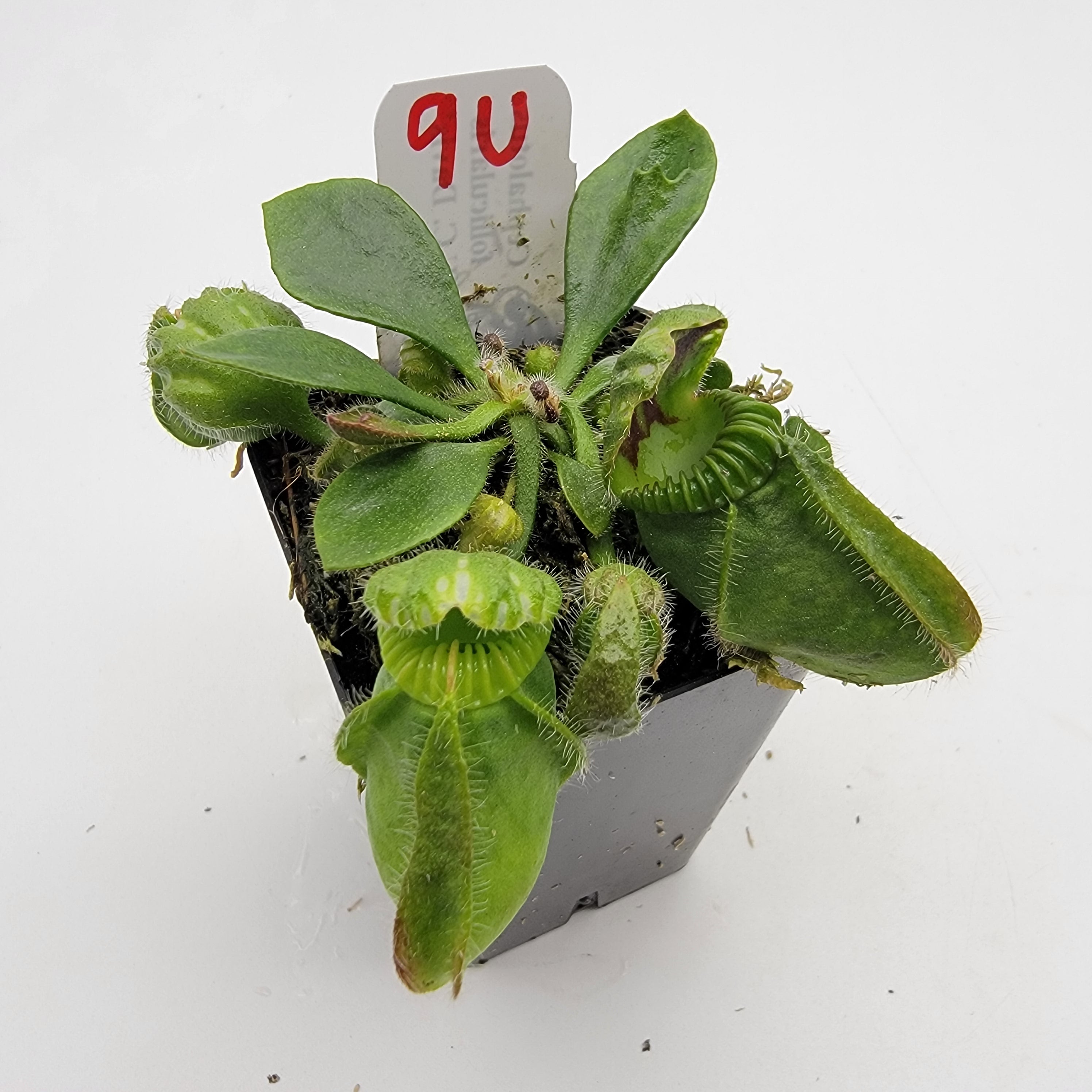 Cephalotus follicularis "UC Davis" -Cephalotus -Rainbow Carnivorous Plants LLC