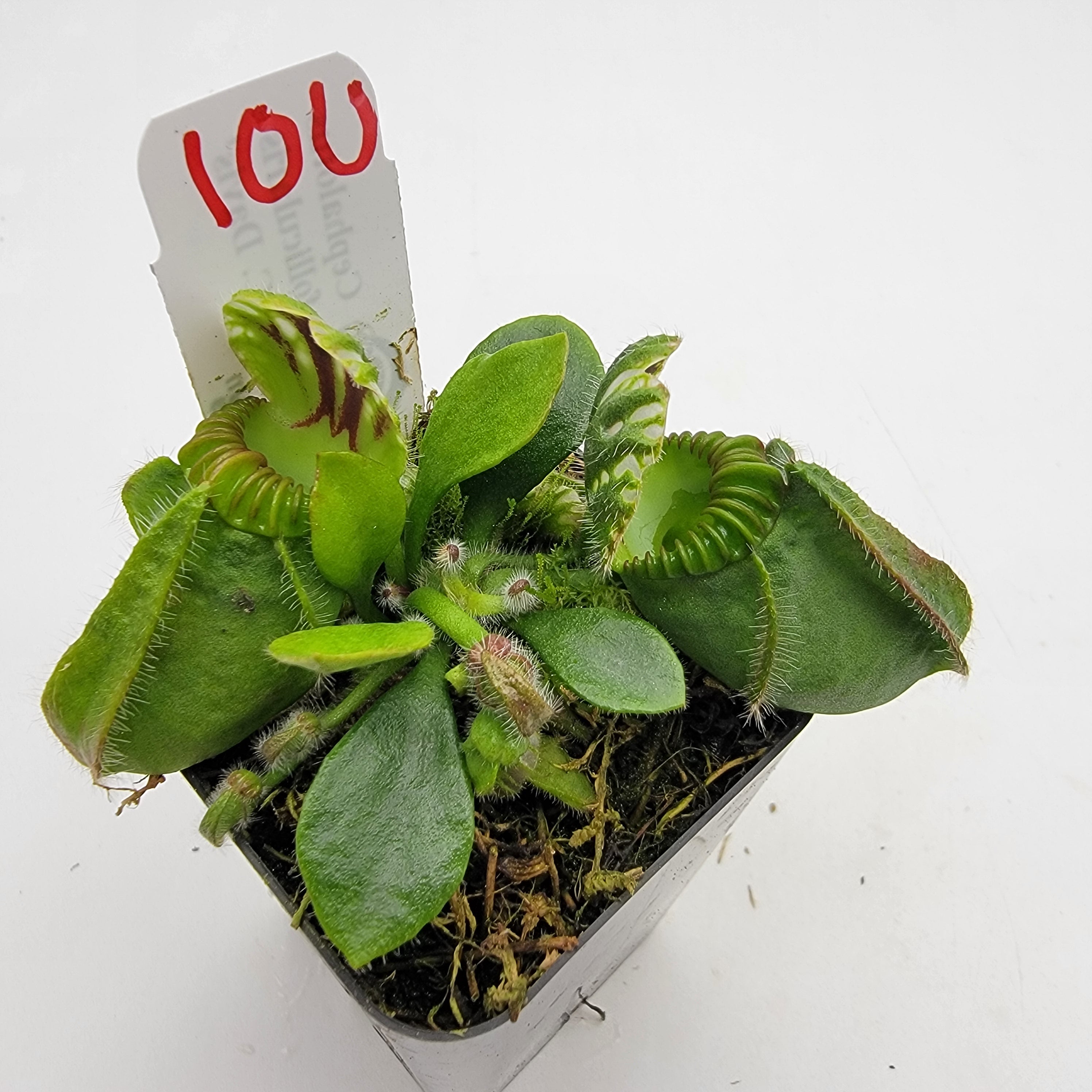 Cephalotus follicularis "UC Davis" -Cephalotus -Rainbow Carnivorous Plants LLC
