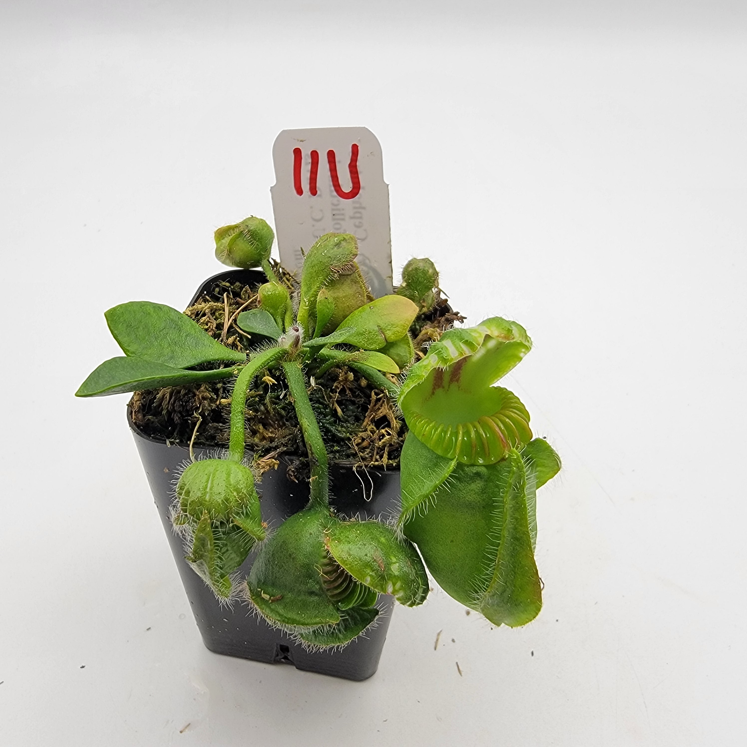 Cephalotus follicularis "UC Davis" -Cephalotus -Rainbow Carnivorous Plants LLC