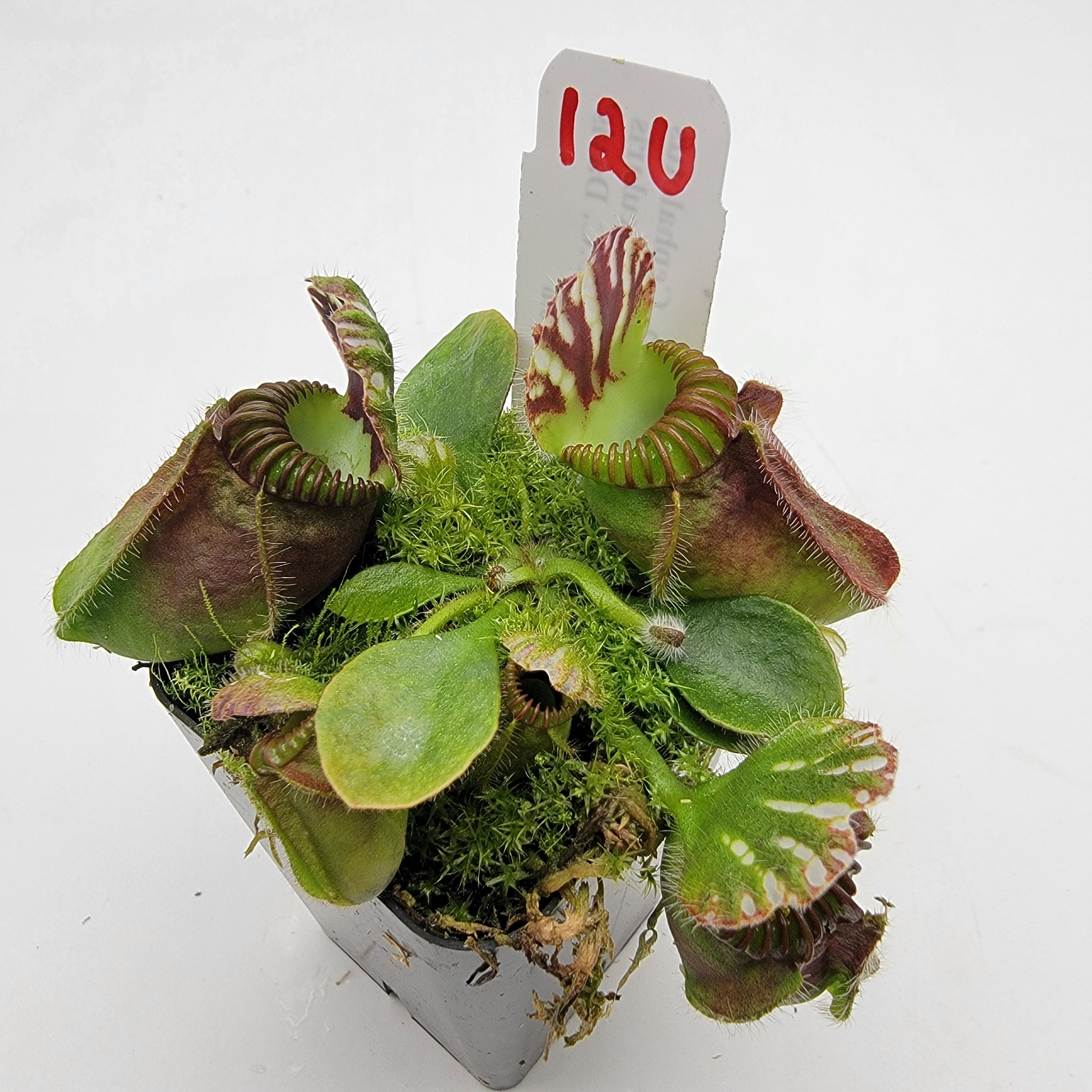 Cephalotus follicularis "UC Davis" -Cephalotus -Rainbow Carnivorous Plants LLC