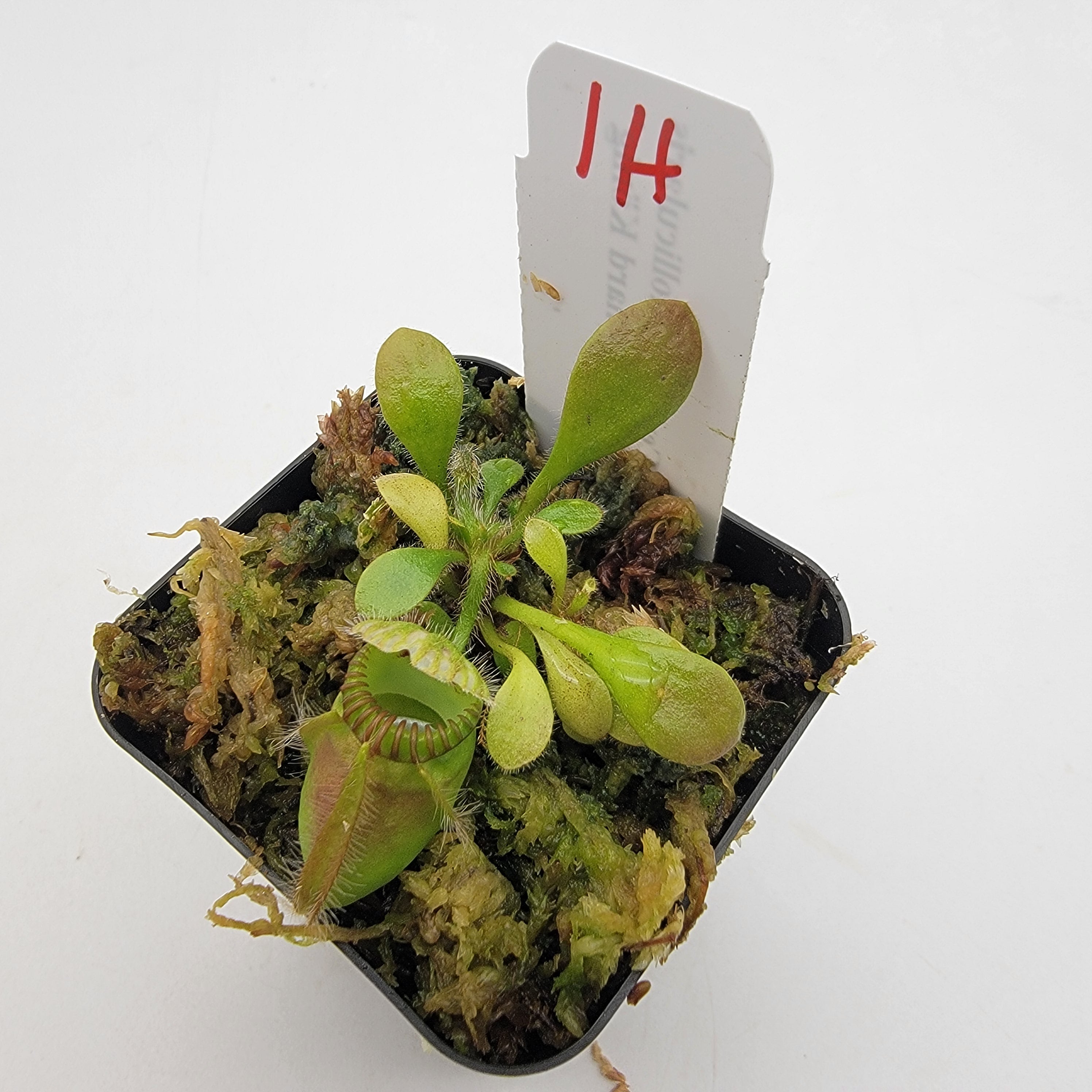 Cephalotus follicularis "Dr. Eberhard König" [WEK-(1H-9H)] -Cephalotus -Rainbow Carnivorous Plants LLC