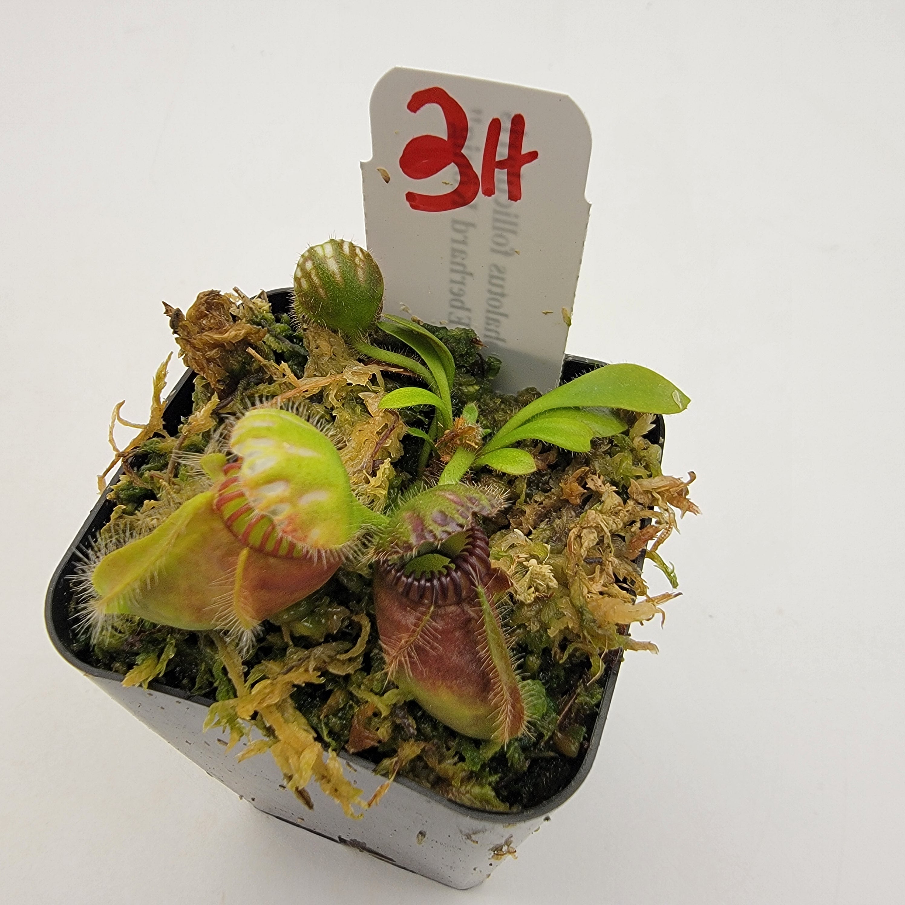 Cephalotus follicularis "Dr. Eberhard König" [WEK-(1H-9H)] -Cephalotus -Rainbow Carnivorous Plants LLC
