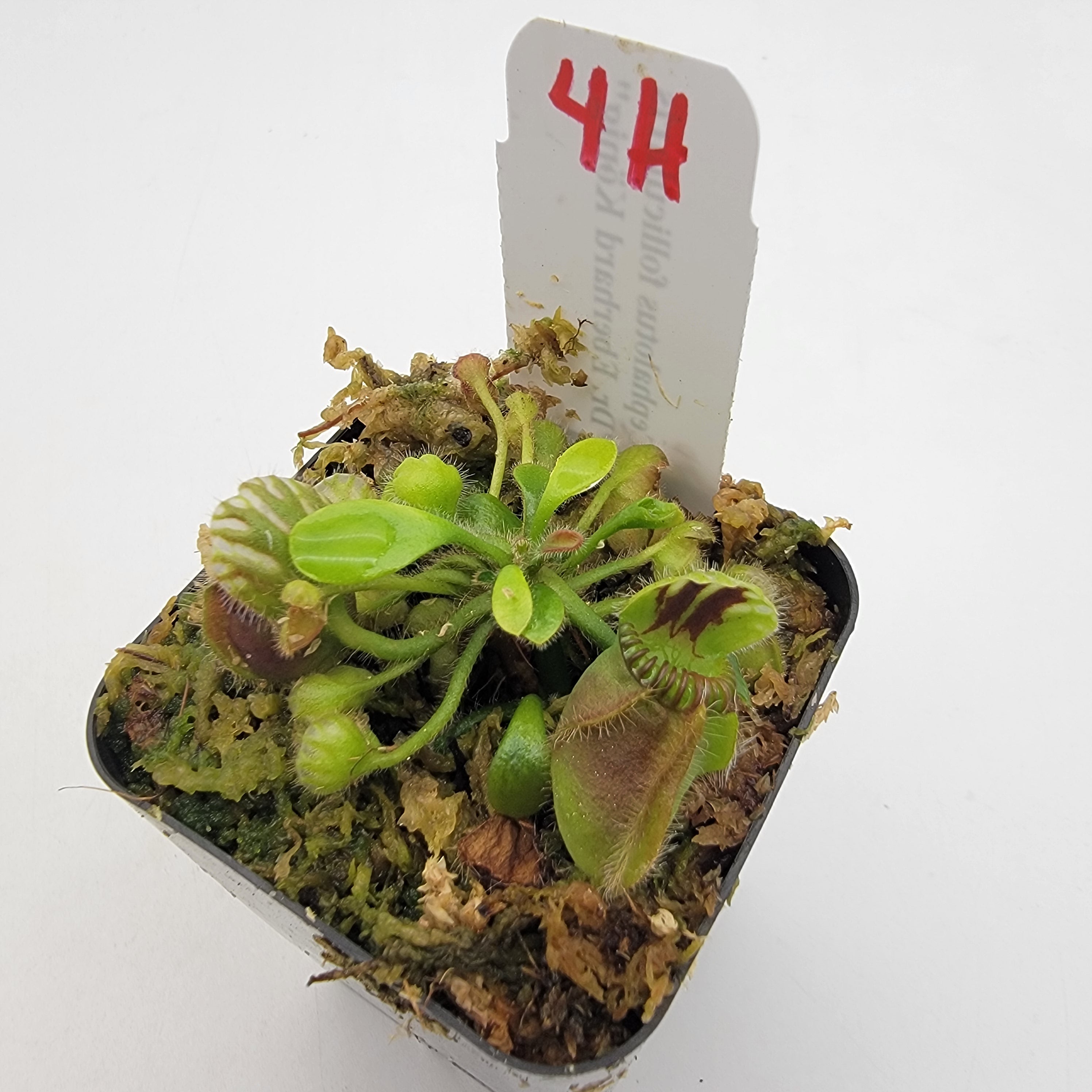 Cephalotus follicularis "Dr. Eberhard König" [WEK-(1H-9H)] -Cephalotus -Rainbow Carnivorous Plants LLC